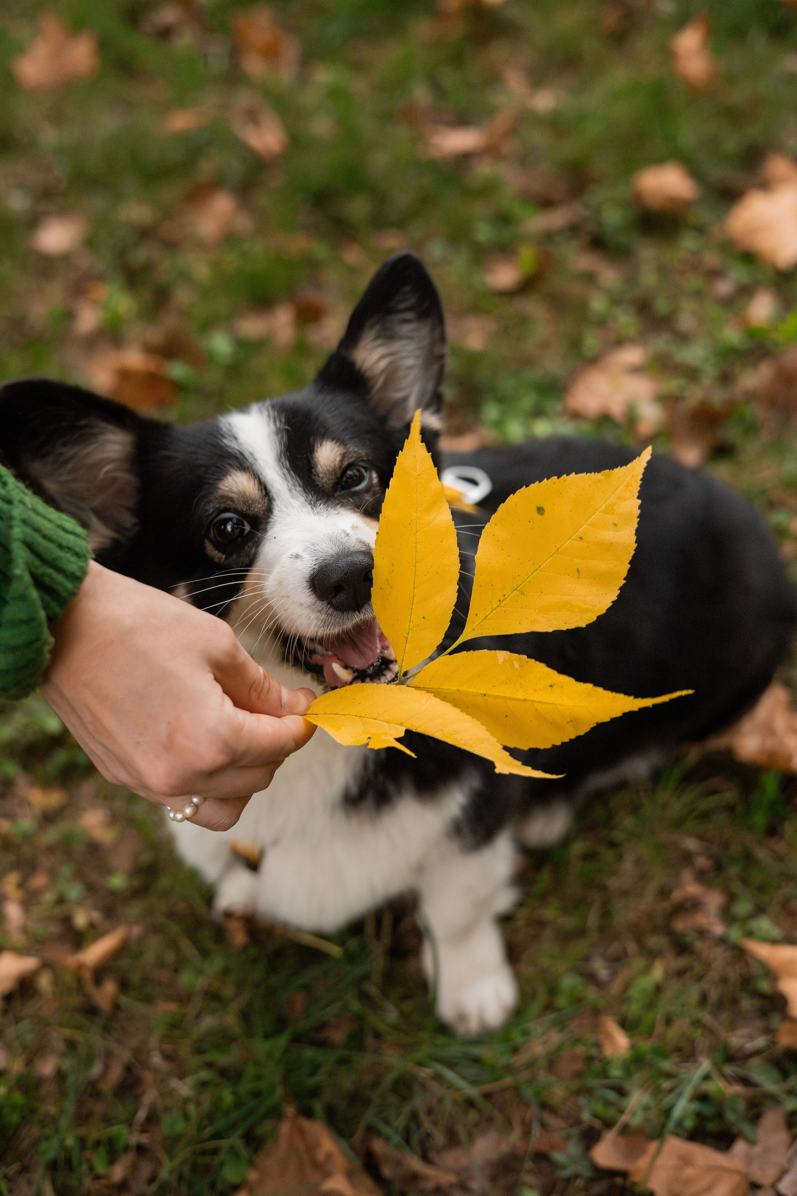 Даня, Аня и Плюша. Фотограф-анималист | Белград