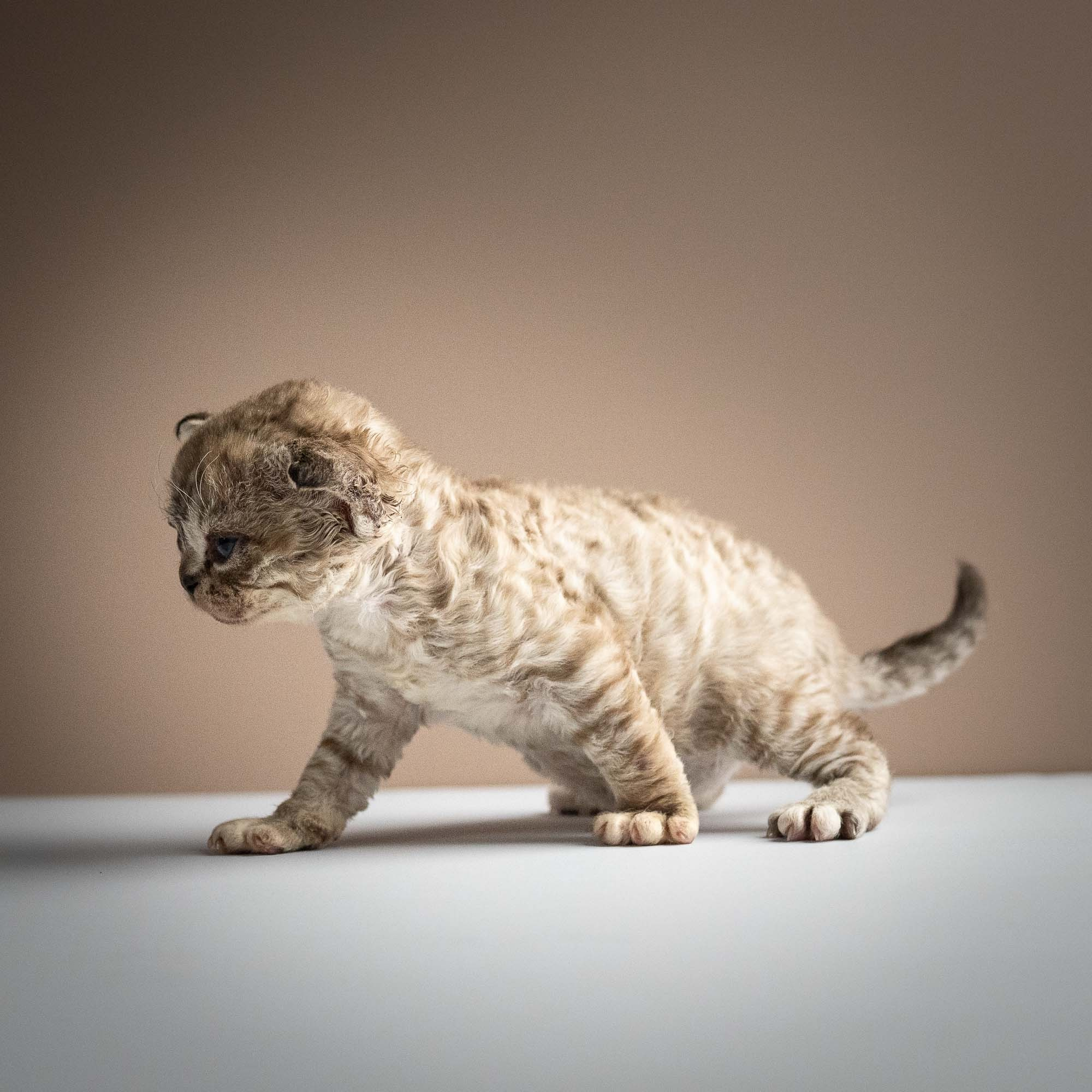 Remy, boy, born 05.08.26. Devon Rex Pixie Cattery