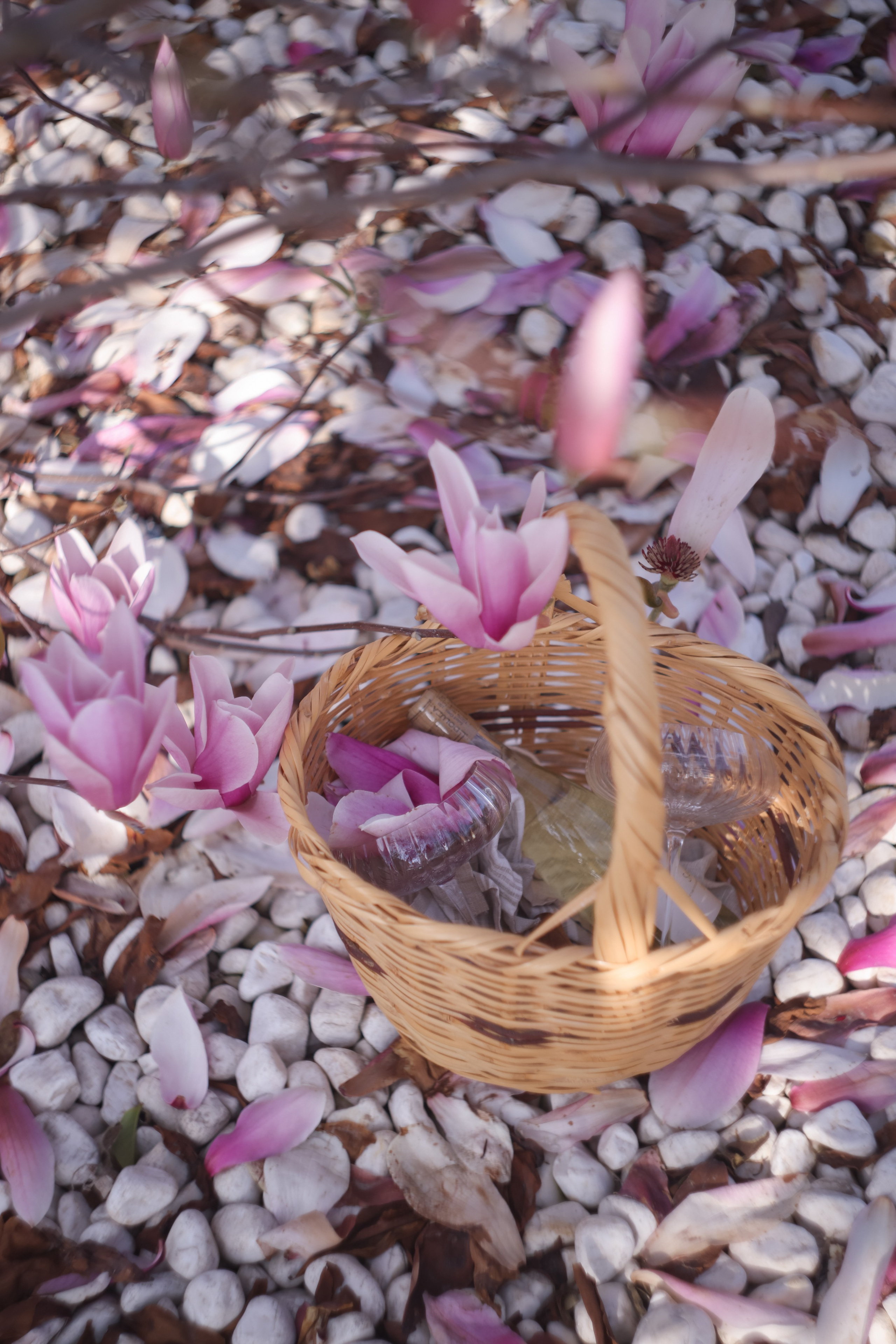 Фотосессия в Магнолии. Фото с магнолией. Магнолия цветет в Кемере. Весна в Кемере. Что цветет в Турции? Что посетить в Кемере. Фотограф в Анталии. Фотограф в Турции. Фотограф в Белеке. Фотограф в Алании. Фотограф Аланья. Фотограф Анталья. Фотограф Белек. Фотограф Турция. Фотограф Каш. Фотограф Бодрум. Свадебнвй фотограф в Турции. Организатор свадеб в Турции . Оранизатор свадеб в Алании. Организатор свадеб в Анталии. Что цветет в Турции. Что цветет на анталийском побережье.