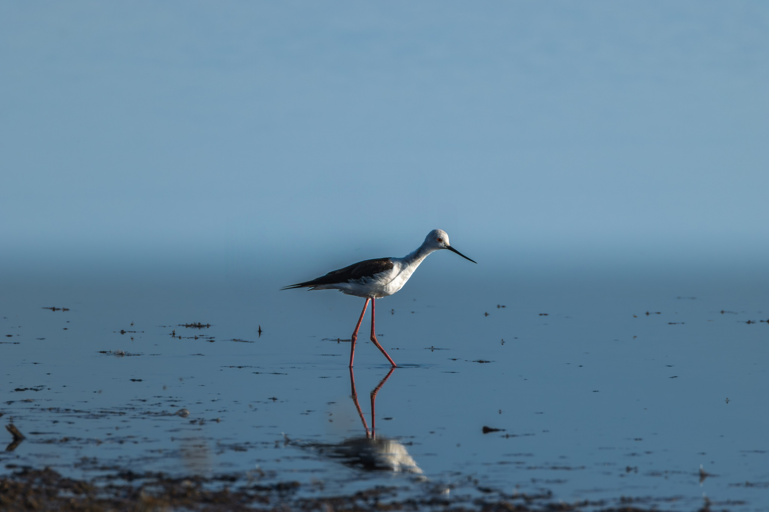Fotografia de Natureza – Portfólio | Paulo Marques Photography. Paulo Marques Photography