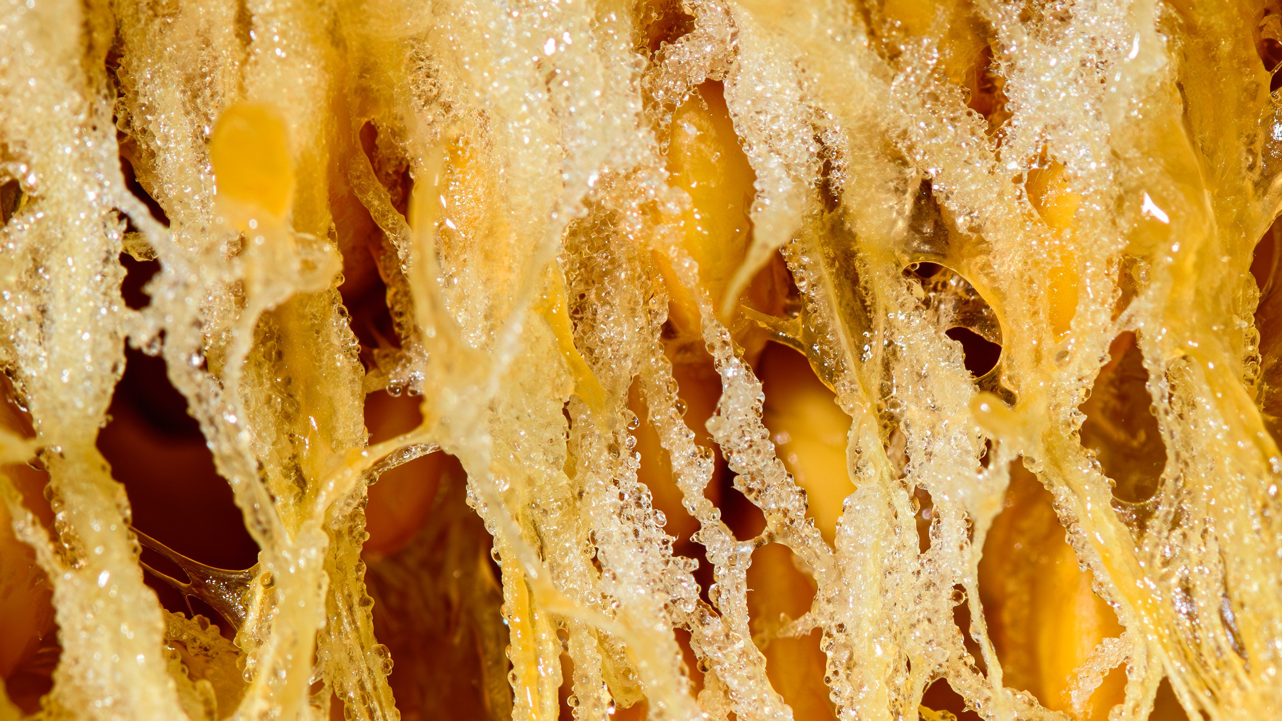 Food foto. Профессиональный фотограф в Молдове