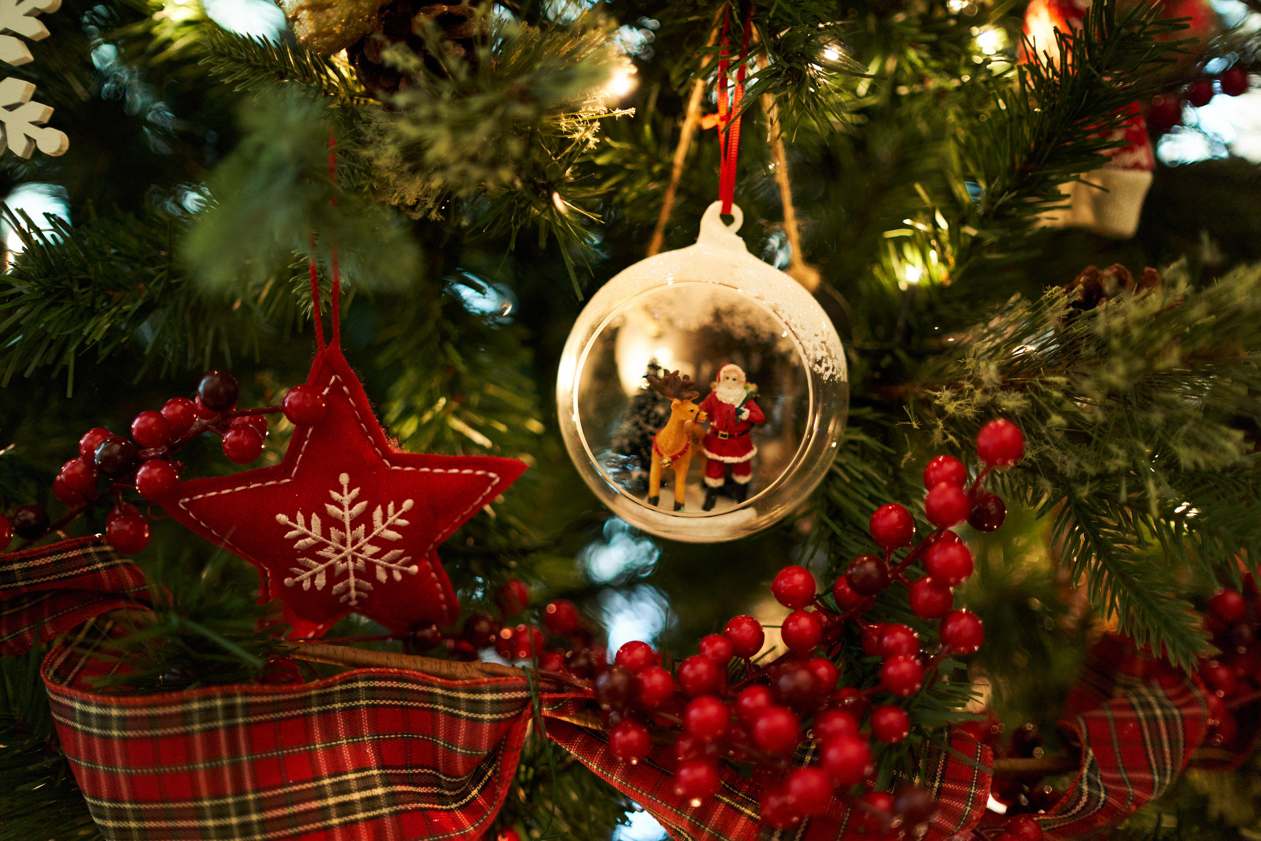 FIRST CHRISTMAS. Professional garden design and photography services in London