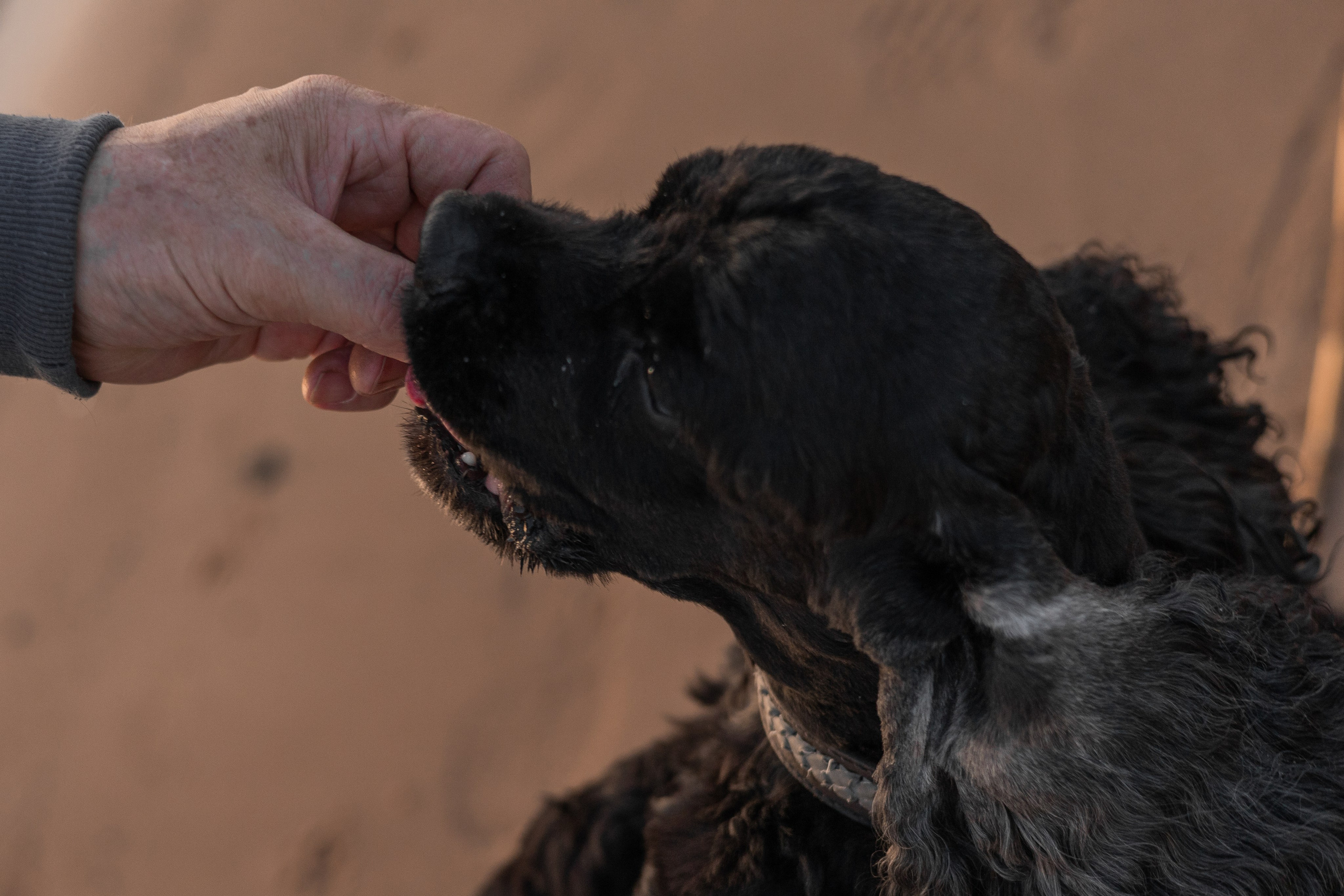 Александр, Катюша и Ендейк. Фотограф-анималист | Белград