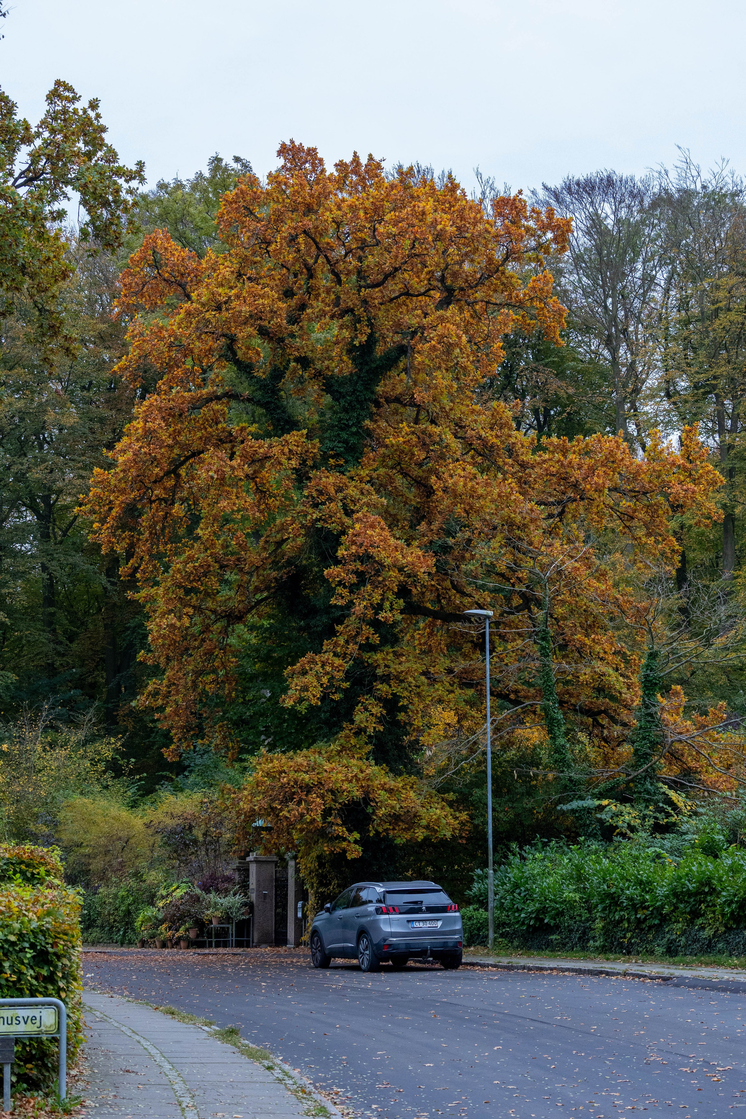 Efterår. Fotograf Aarhus | Portrætfoto Århus | Flotte billeder