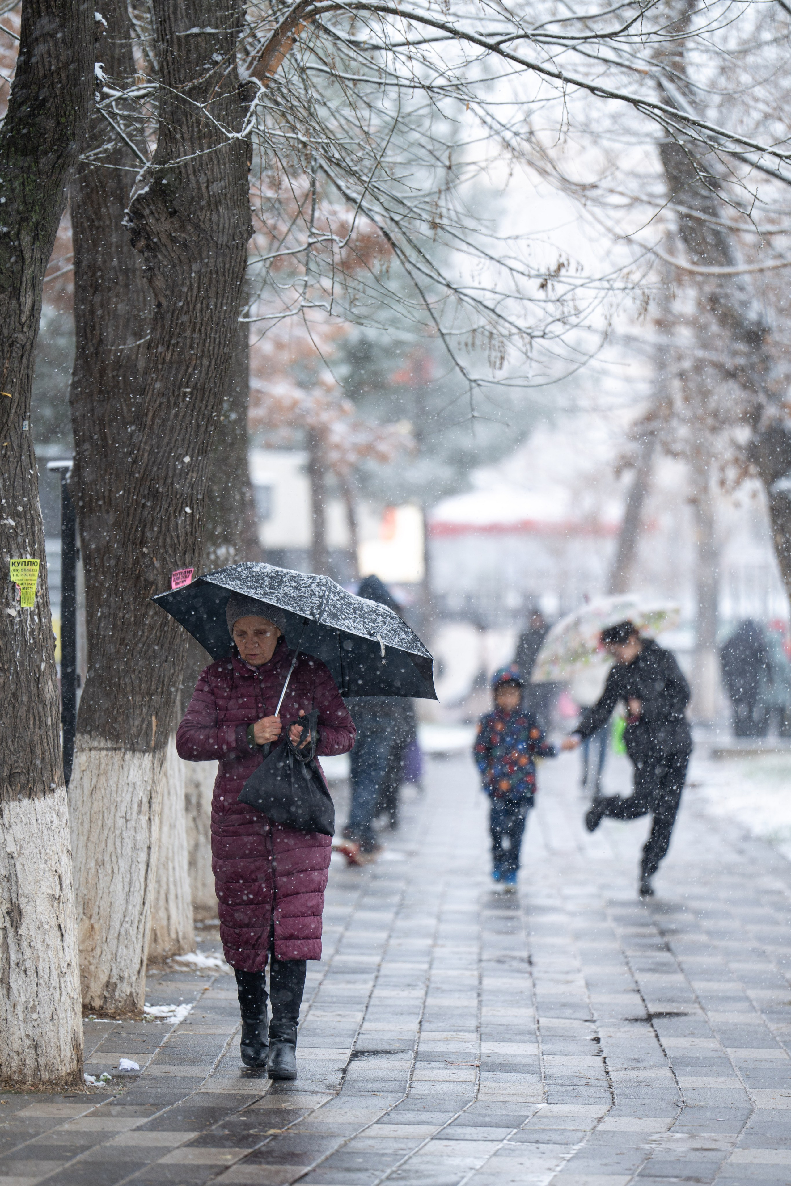 Первый снег в 2024 году. Георгий Намазов | Фотограф в Ташкенте
