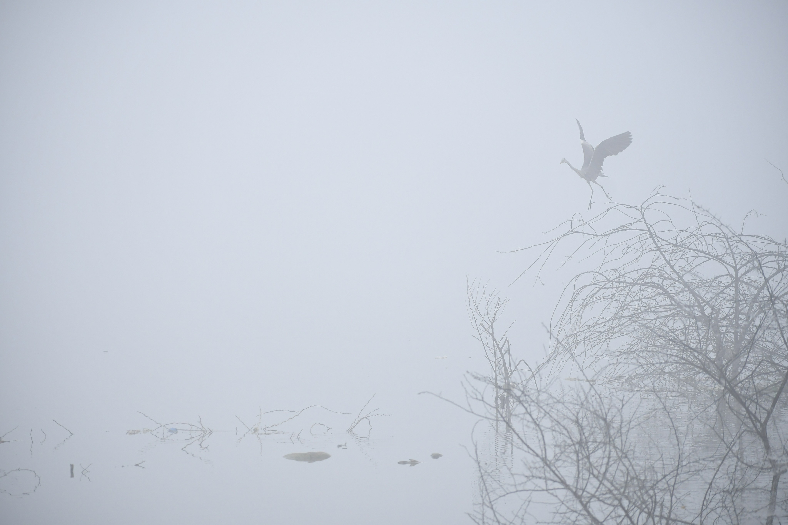 Wildlife. Portfolio By Nikhil