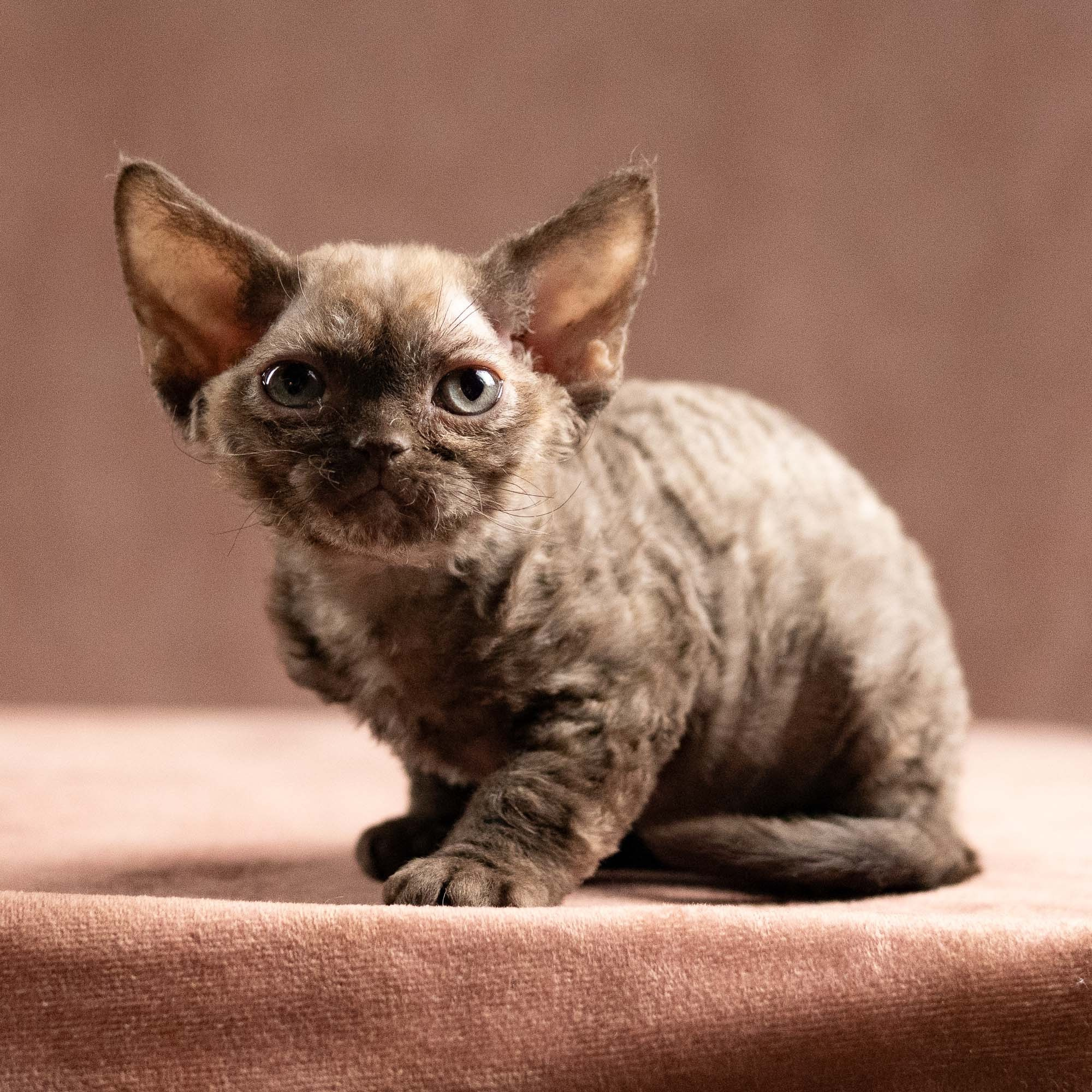 Olivia, girl, born 02.08.26. Devon Rex Pixie Cattery