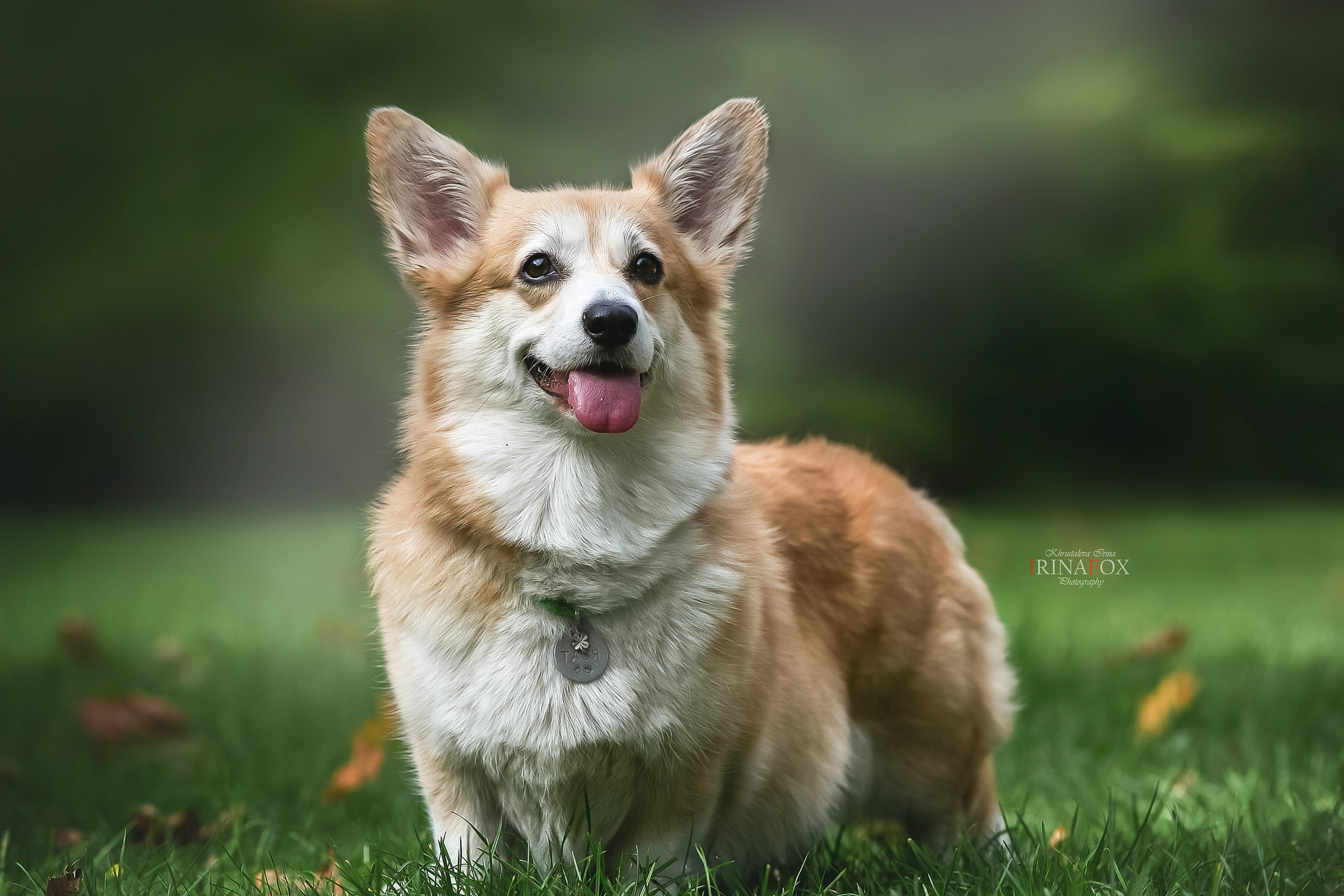 Порт анімал общ. Репортажний фотограф/анімаліст КИЇВ
