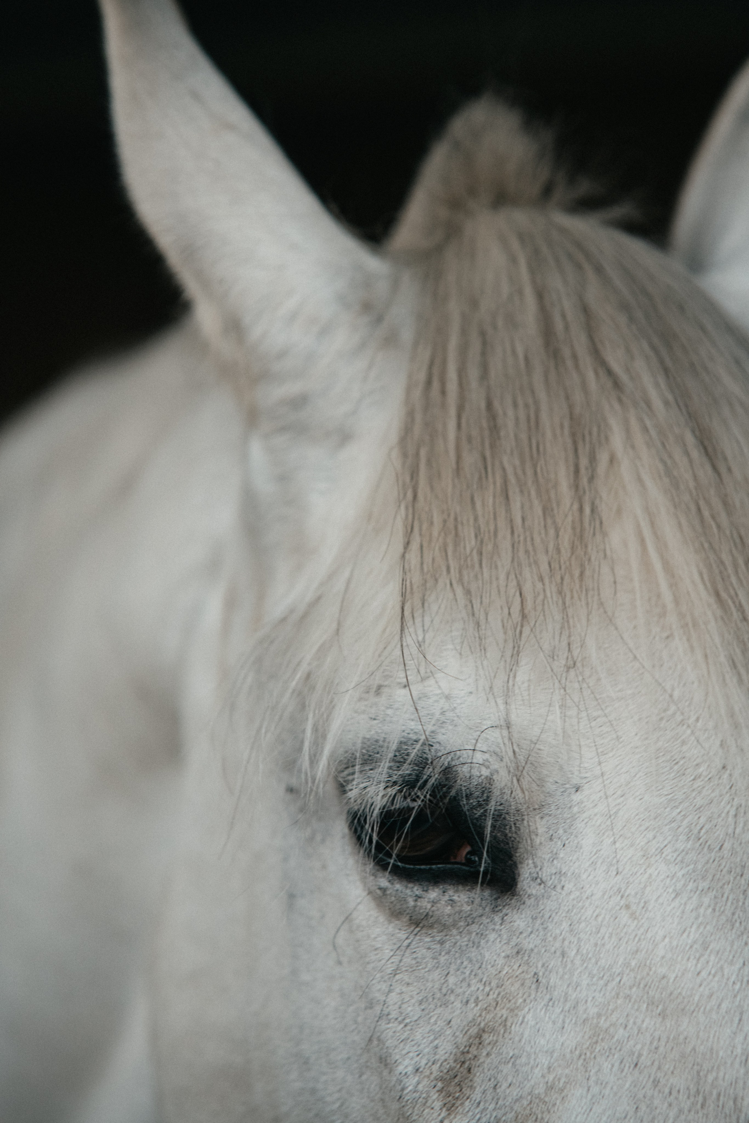 HORSES. Anastasiia Antoniuk portrait, family and couple photographer, Portugal