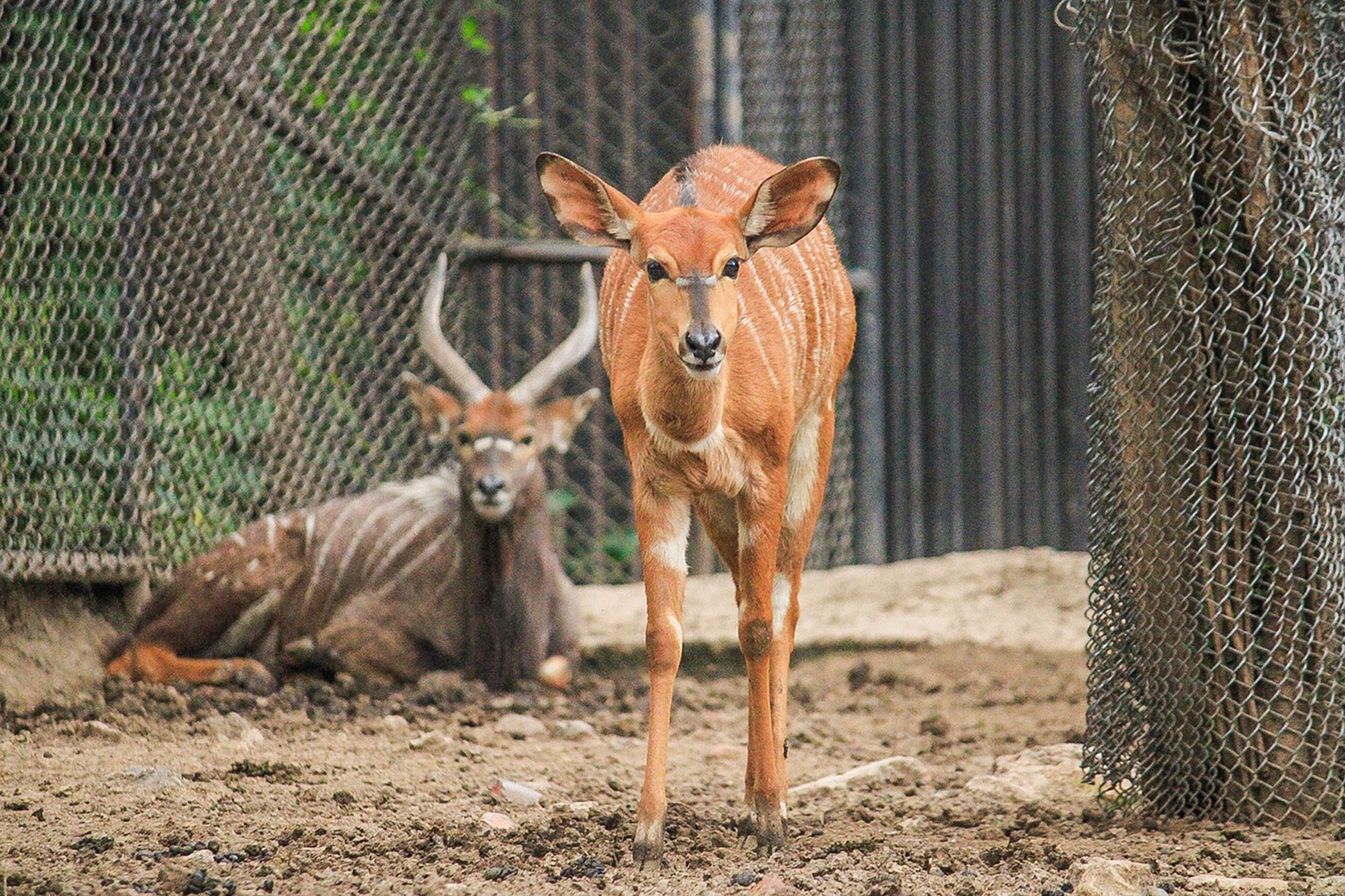 Animales y Naturaleza. Marisol Murillo Fotógrafa profesional en Chimalhuacán, Edo. de México