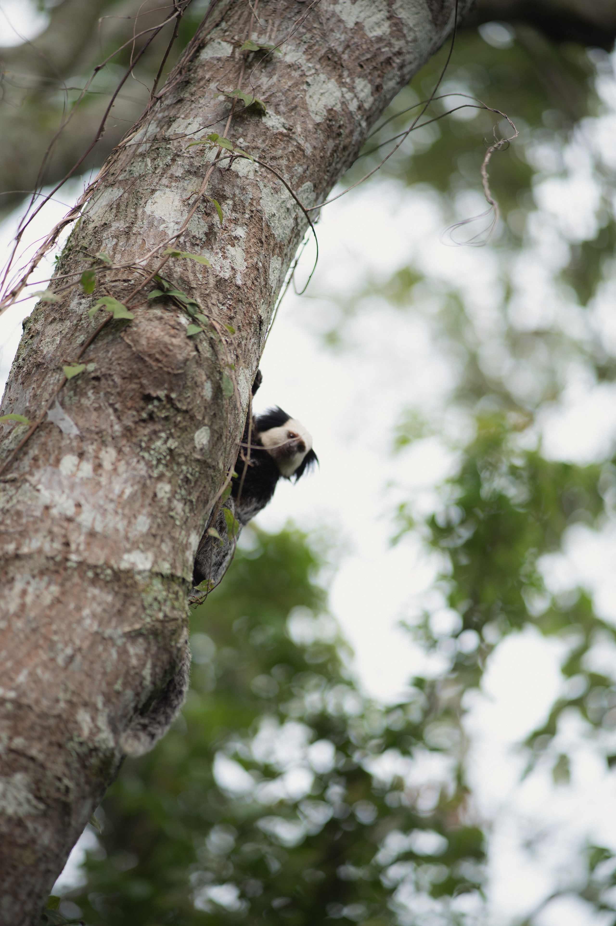 Carolliny — A espera do Benjamin. Lembrar não é só ver. É sentir de novo