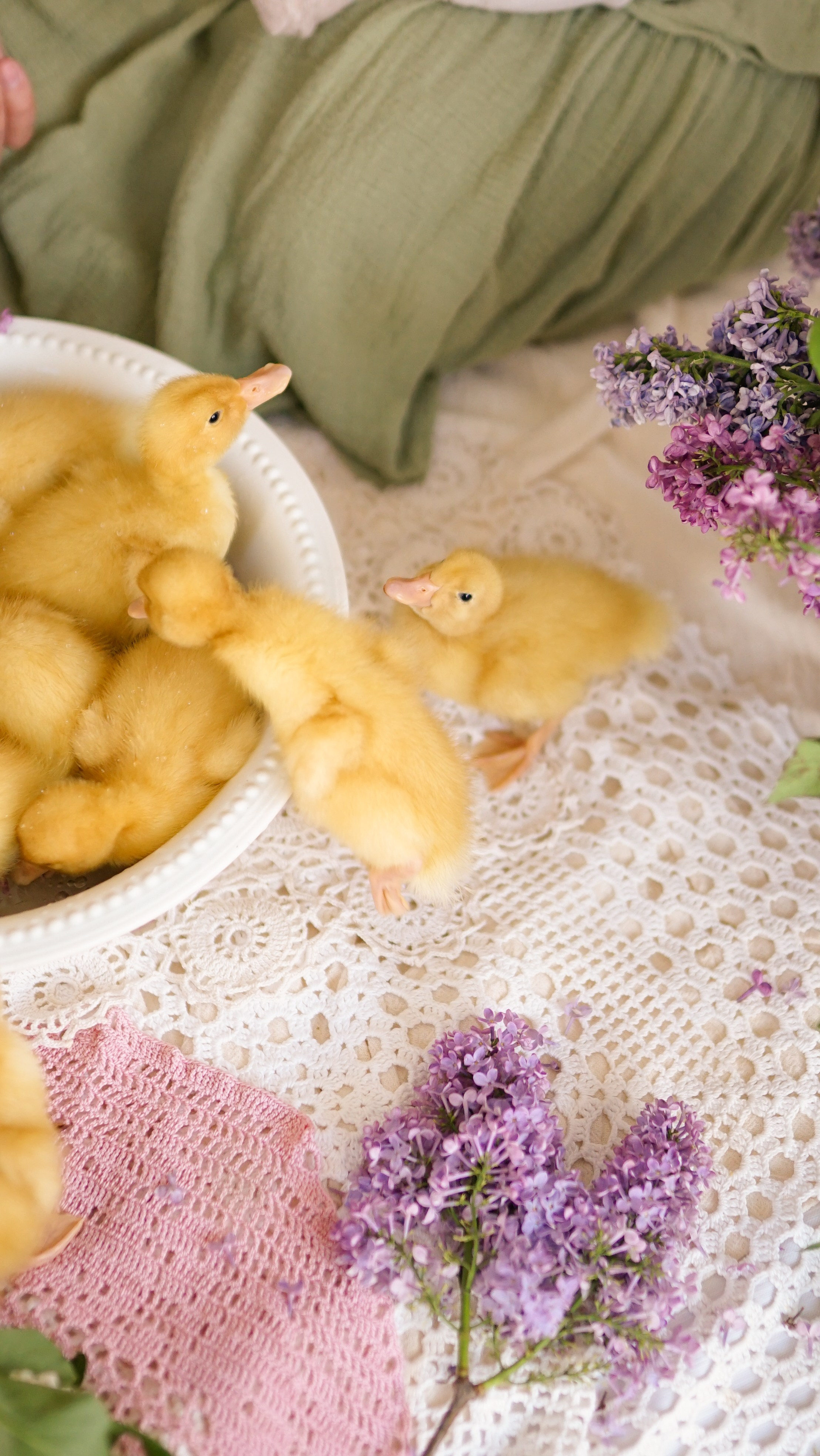 Ședințe Foto de Paște Brașov: Gălbenuș | Mădălina Beda. Madalina Beda- Artist vizual, fotograf, doula la nastere, consultant babywearing Brasov si in toata tara