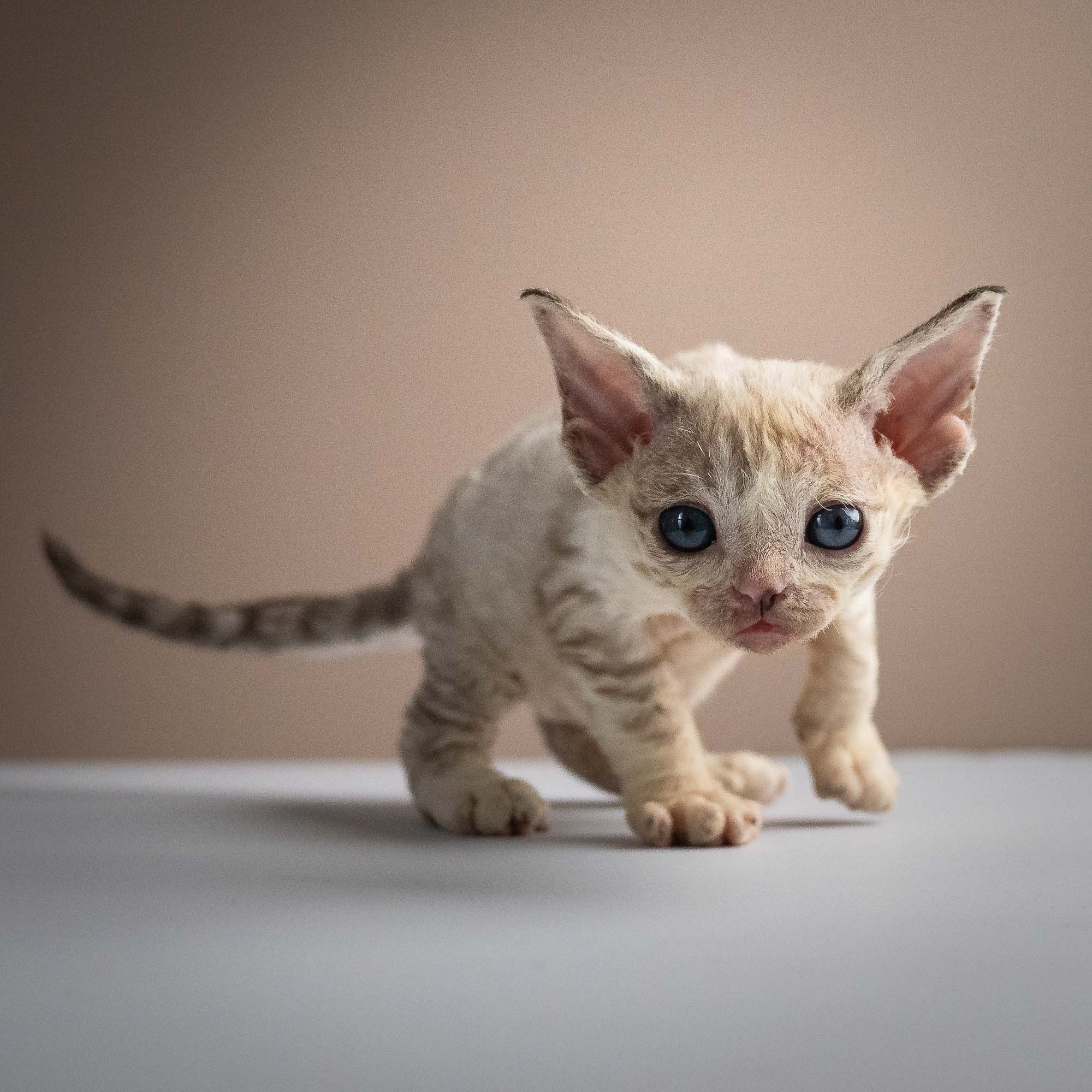 Roxie,  girl, born 05.08.26. Devon Rex Pixie Cattery