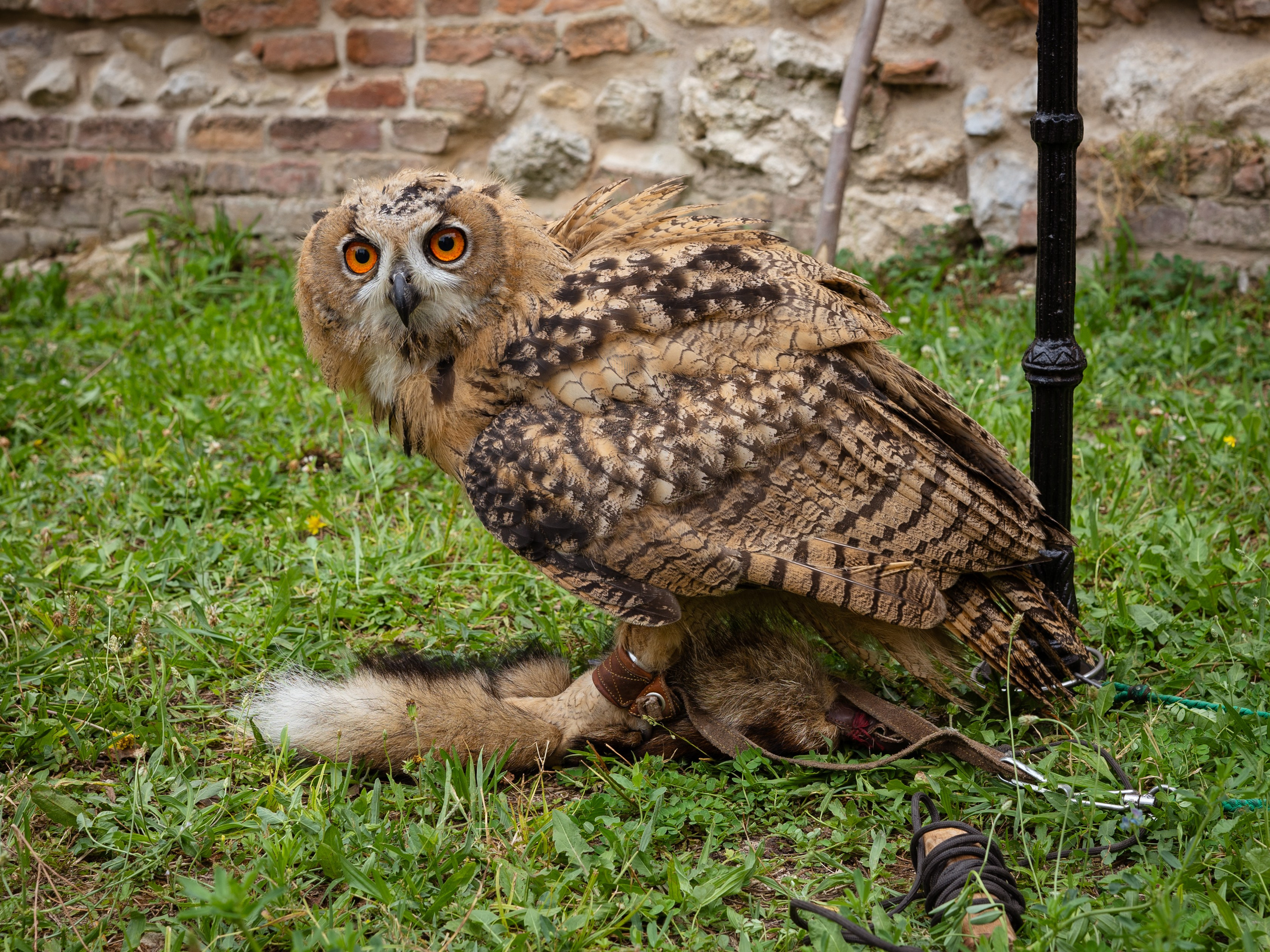 Sibinjanin Janko / Janjoš Hunjadi Fest 21.07.2024. Concert and Event photographer in Belgrade, Serbia