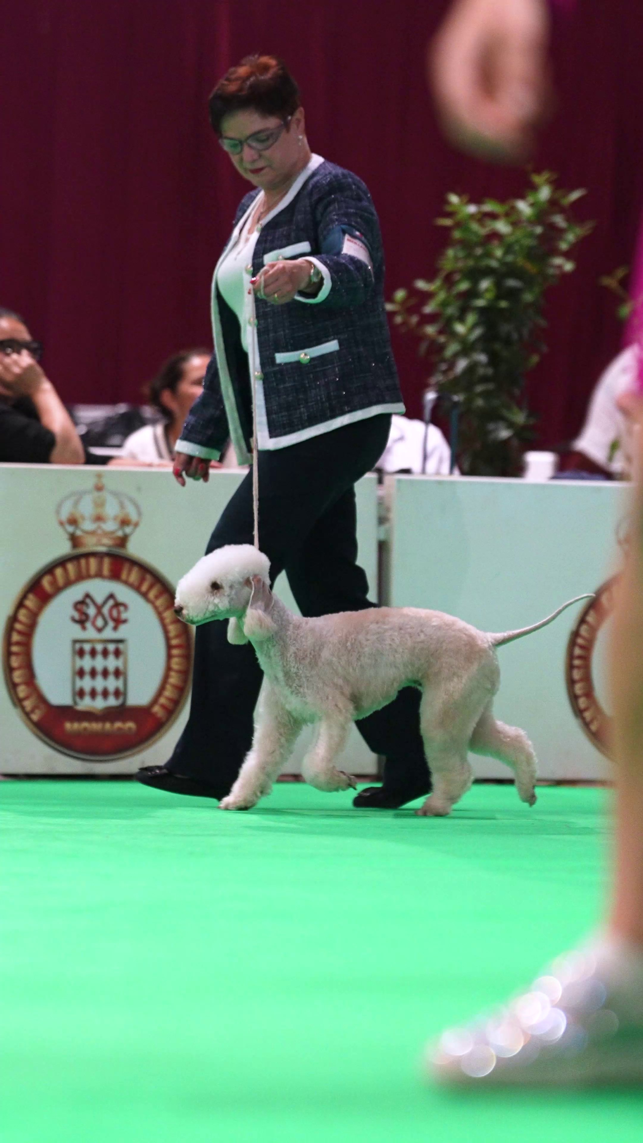 Expo canine 🇲🇨 Monaco 9-10/05/2026. Photographe à Strasbourg | Les animaux, Portraits, Studio, Événements