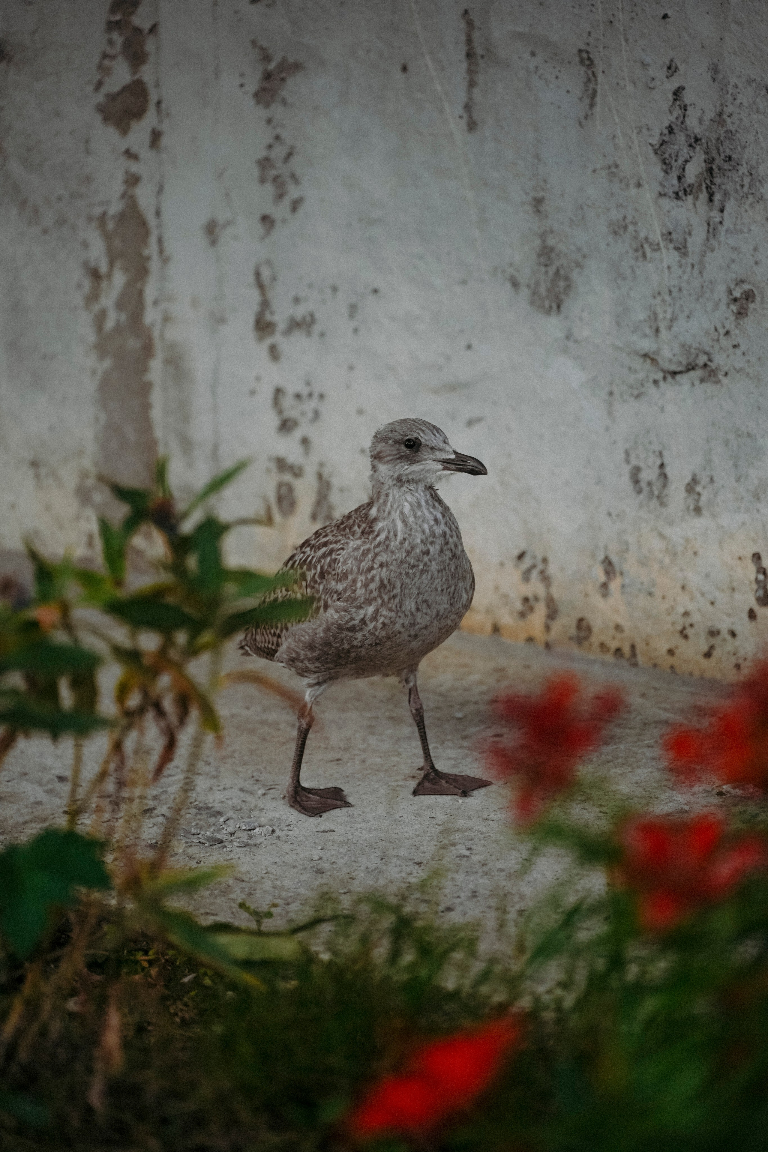 2024. Стрит-фотография, полная абсурда, идиотизма и красоты