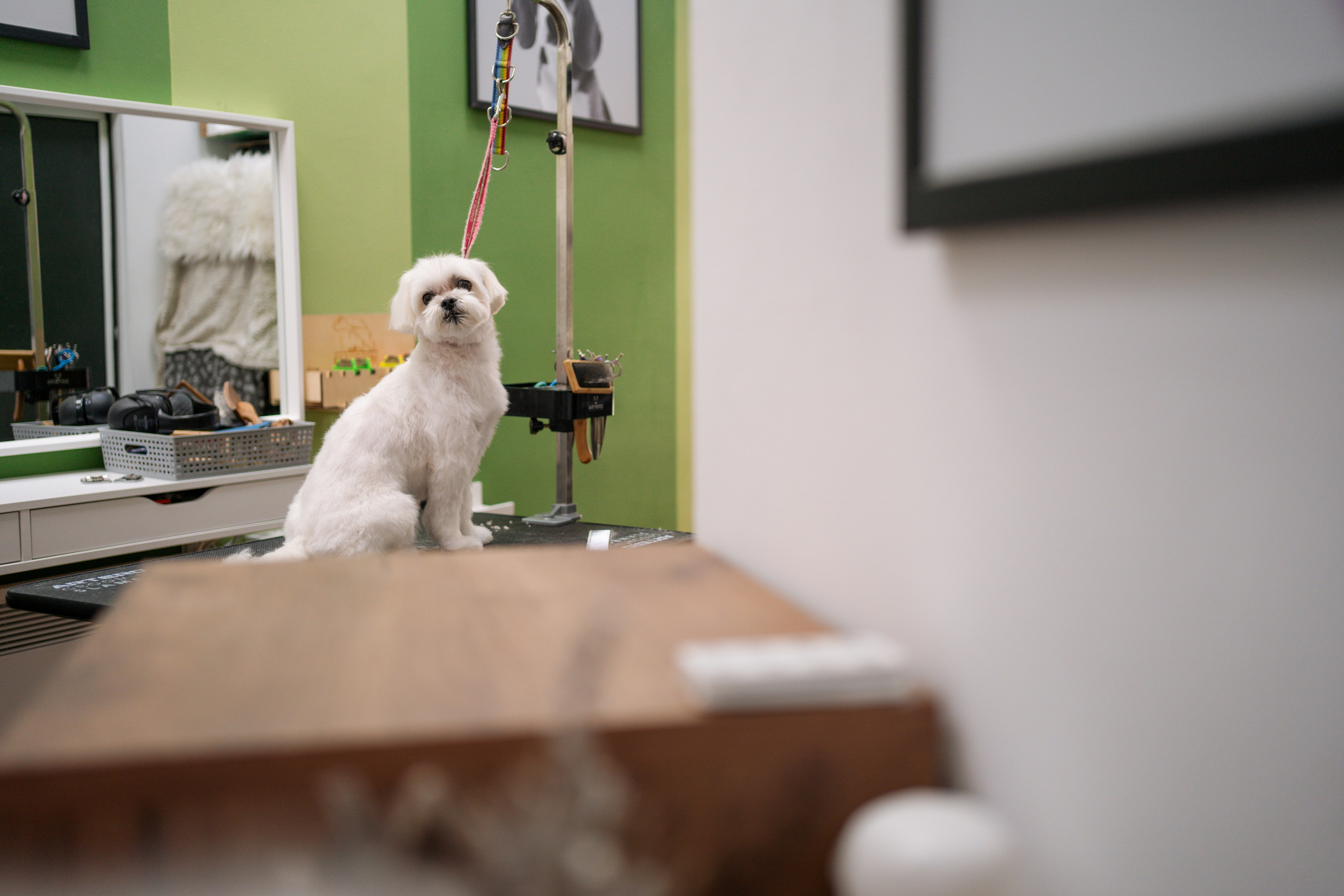 PetGroom Timisoara. Cozac Cristian Photographer
