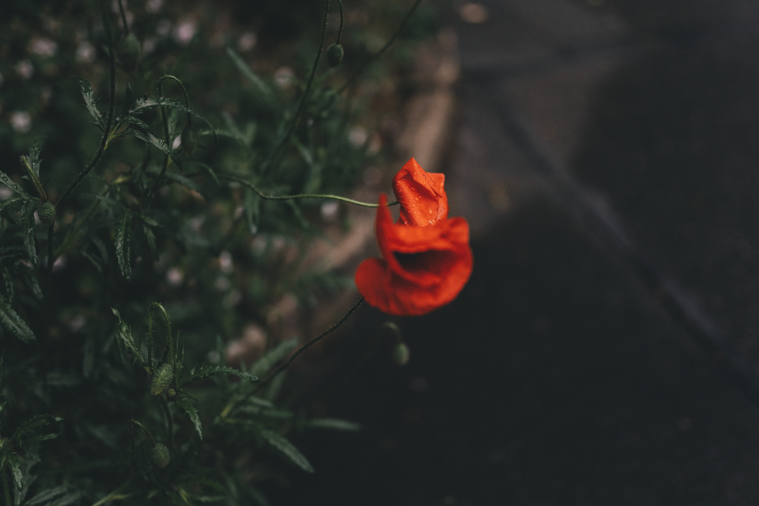 Paarshooting. Fotograf aus Künzelsau. Kinder- und Familienfoto-Sessions