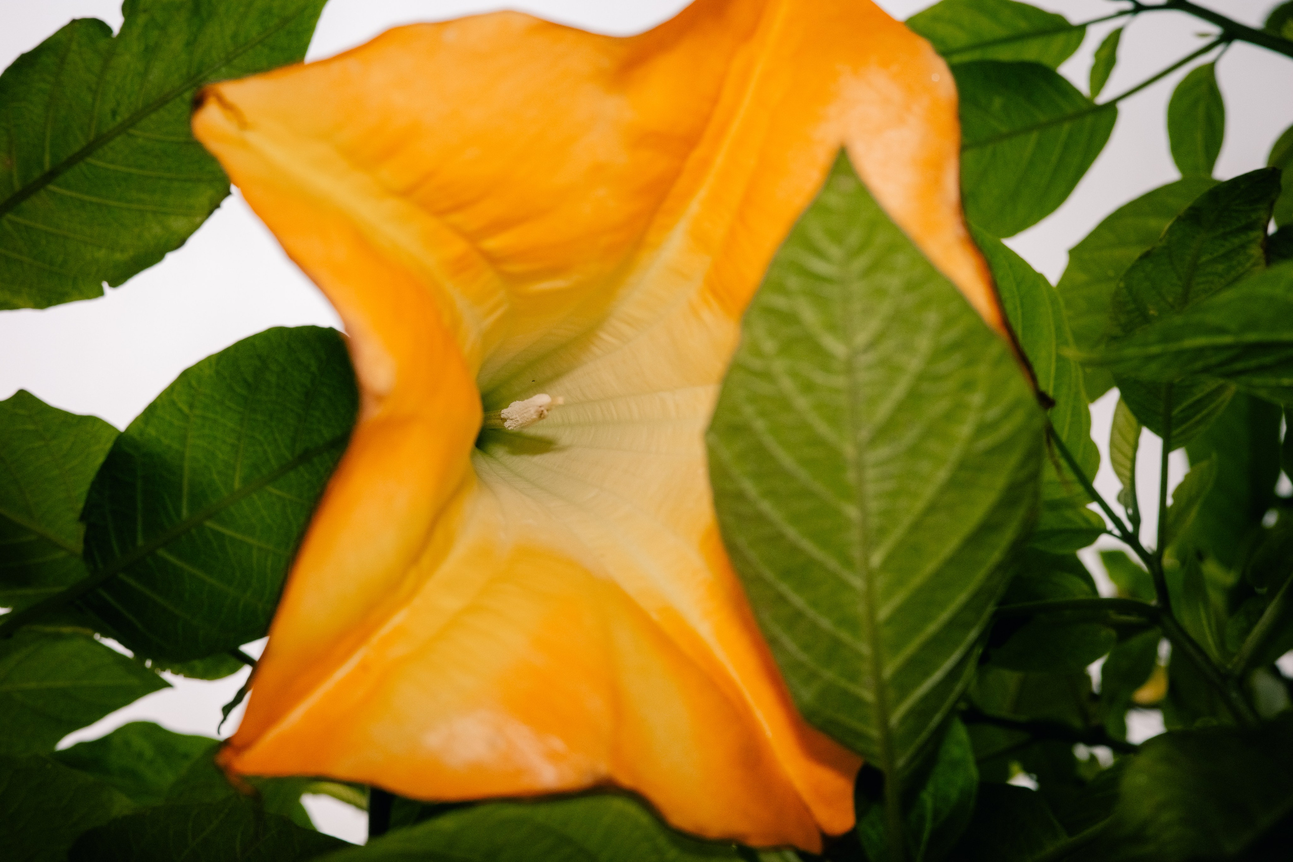 Оплатить в рублях. Sher.SCHOOL