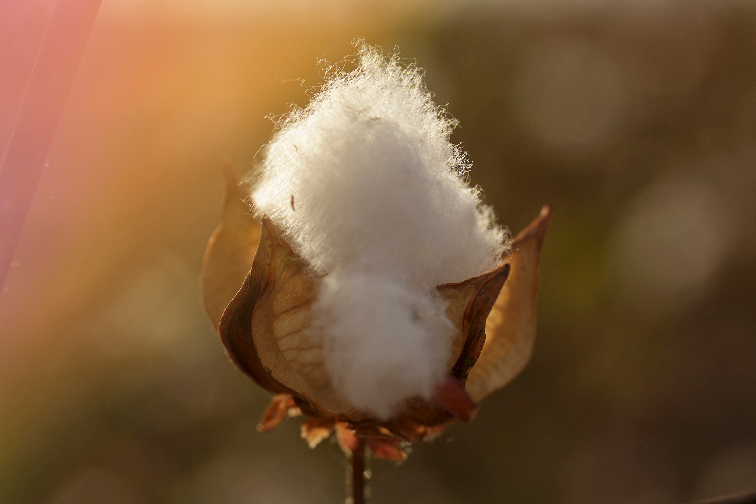 Family photoshoot in the cotton field…. Anastasia Post: Wedding and Editorial Photography