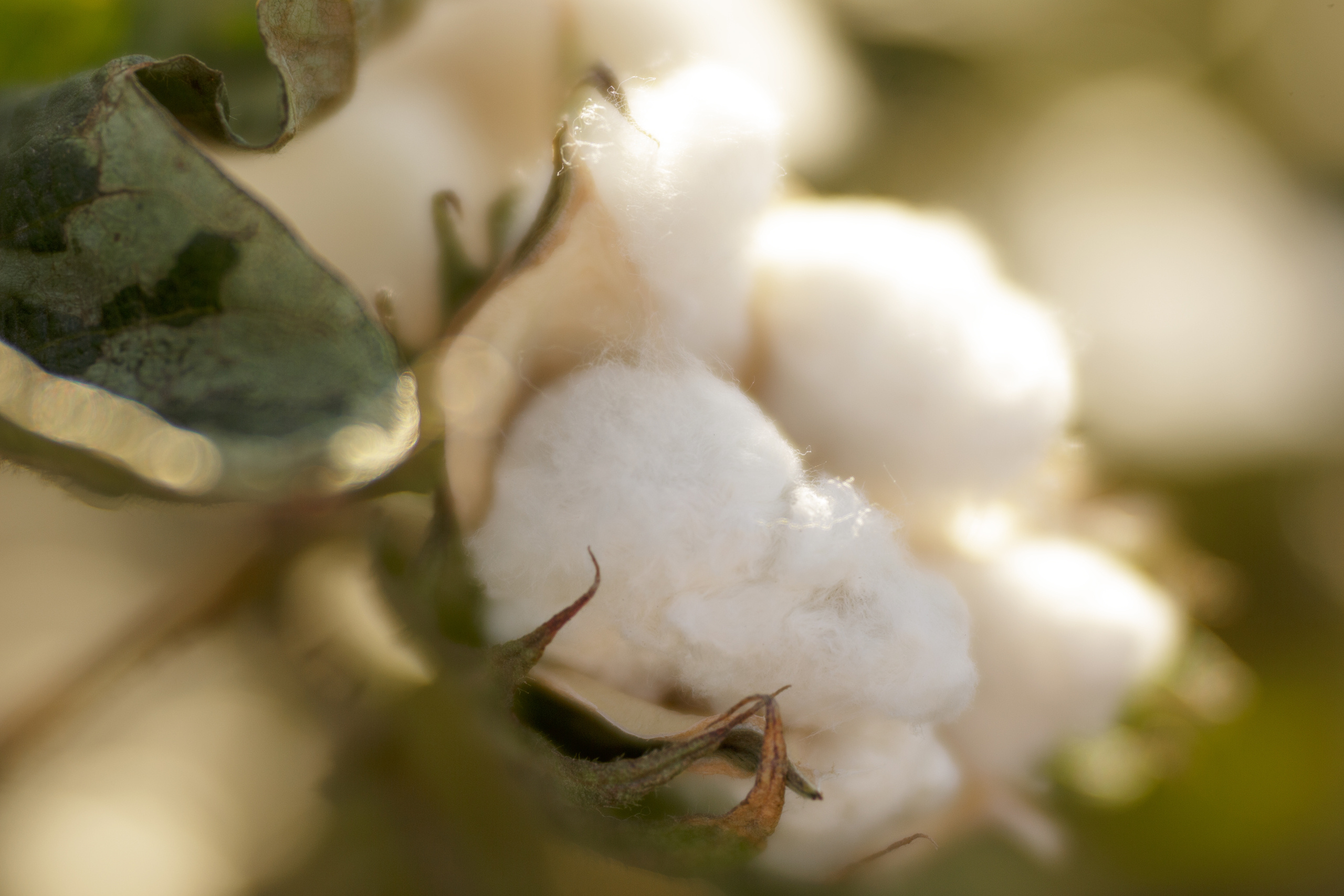 Autumn Festival Marana 2020. Anastasia Post: Wedding and Editorial Photography