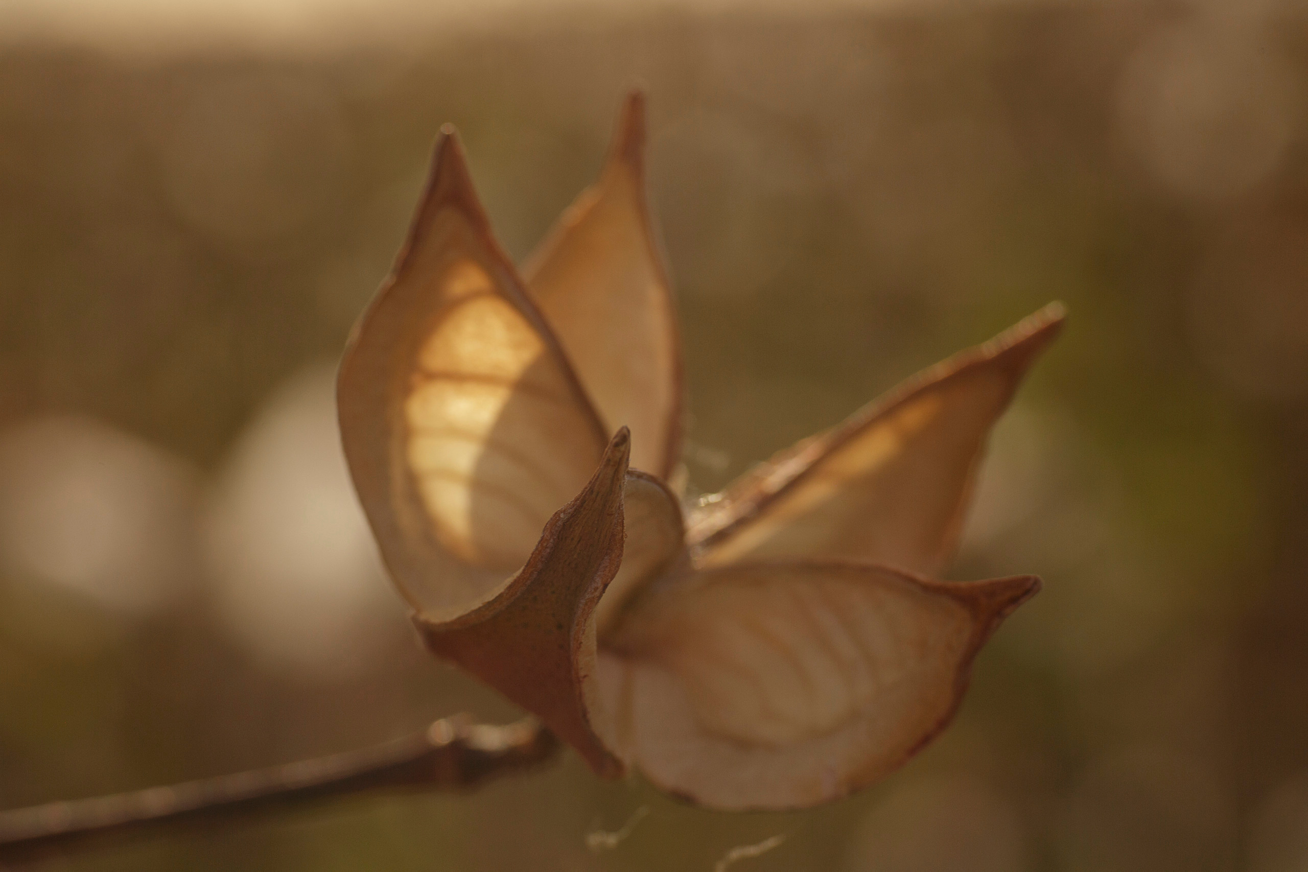 Family photoshoot in the cotton field…. Anastasia Post: Wedding and Editorial Photography