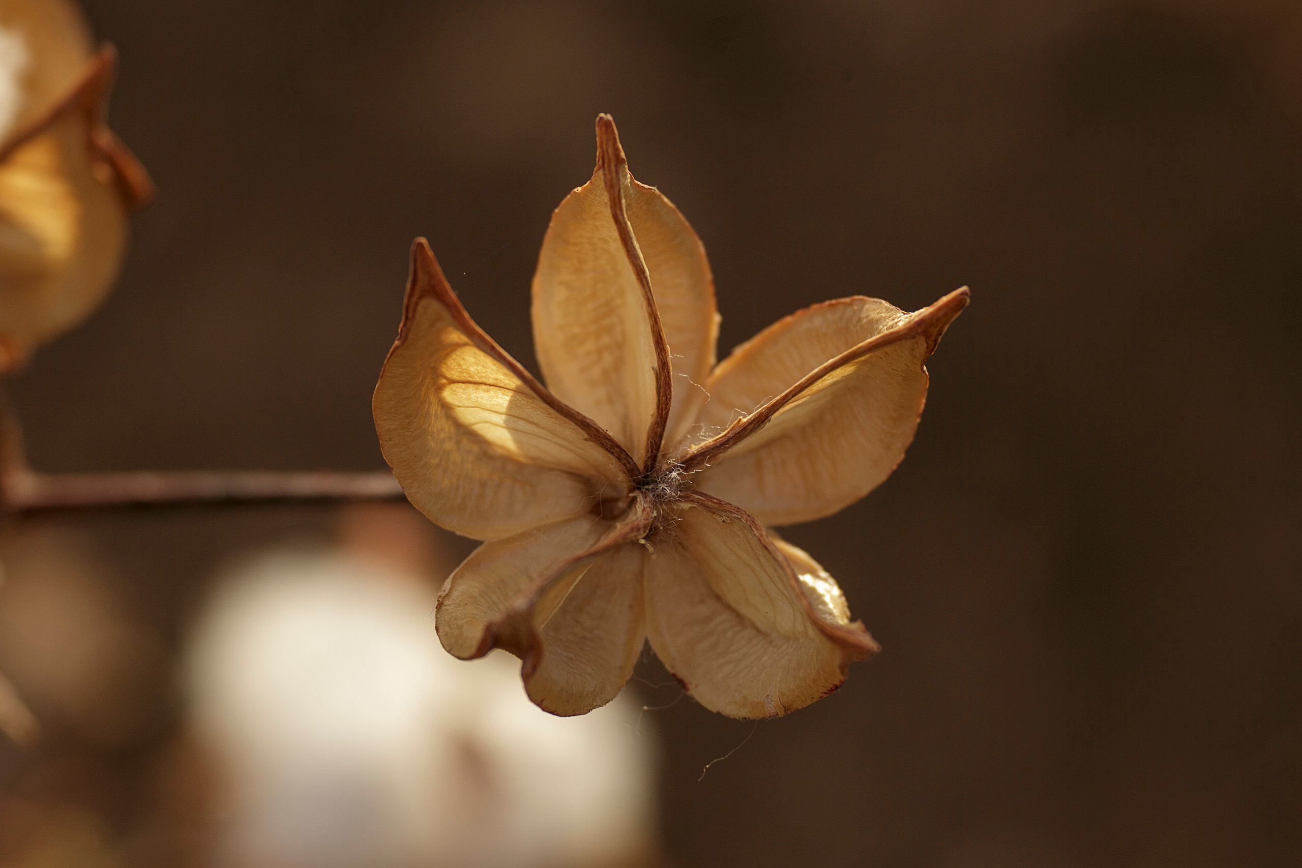Family photoshoot in the cotton field…. Anastasia Post: Wedding and Editorial Photography