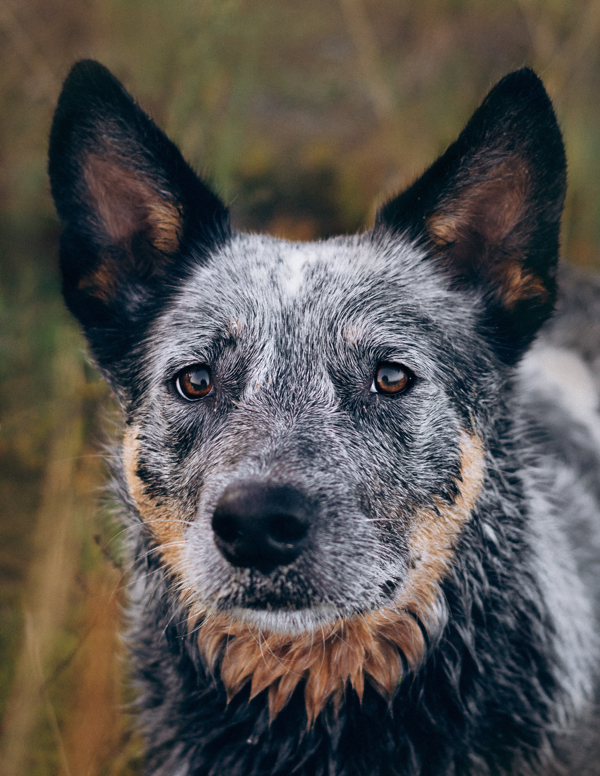 Dakota, Australian Cattle Dog. Kat Laisaar — Pet photographer in Tallinn