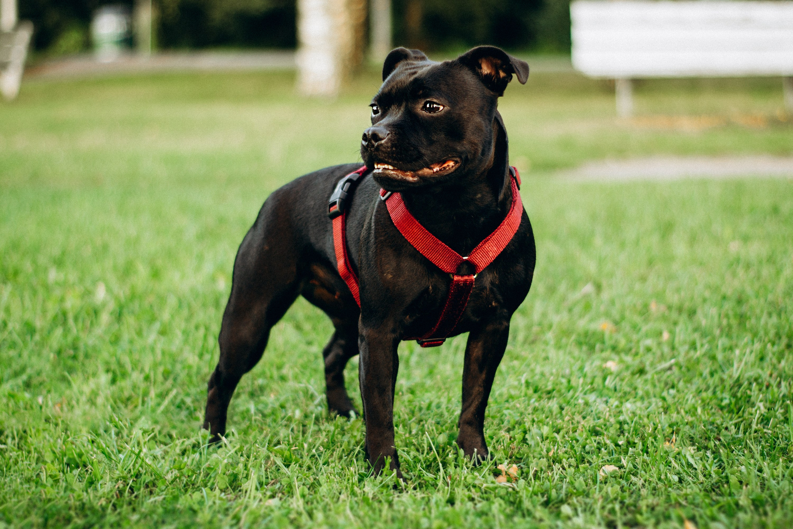 Severa and Barracuda, Staffordshire Bull Terriers. Kat Laisaar — Pet photographer in Tallinn