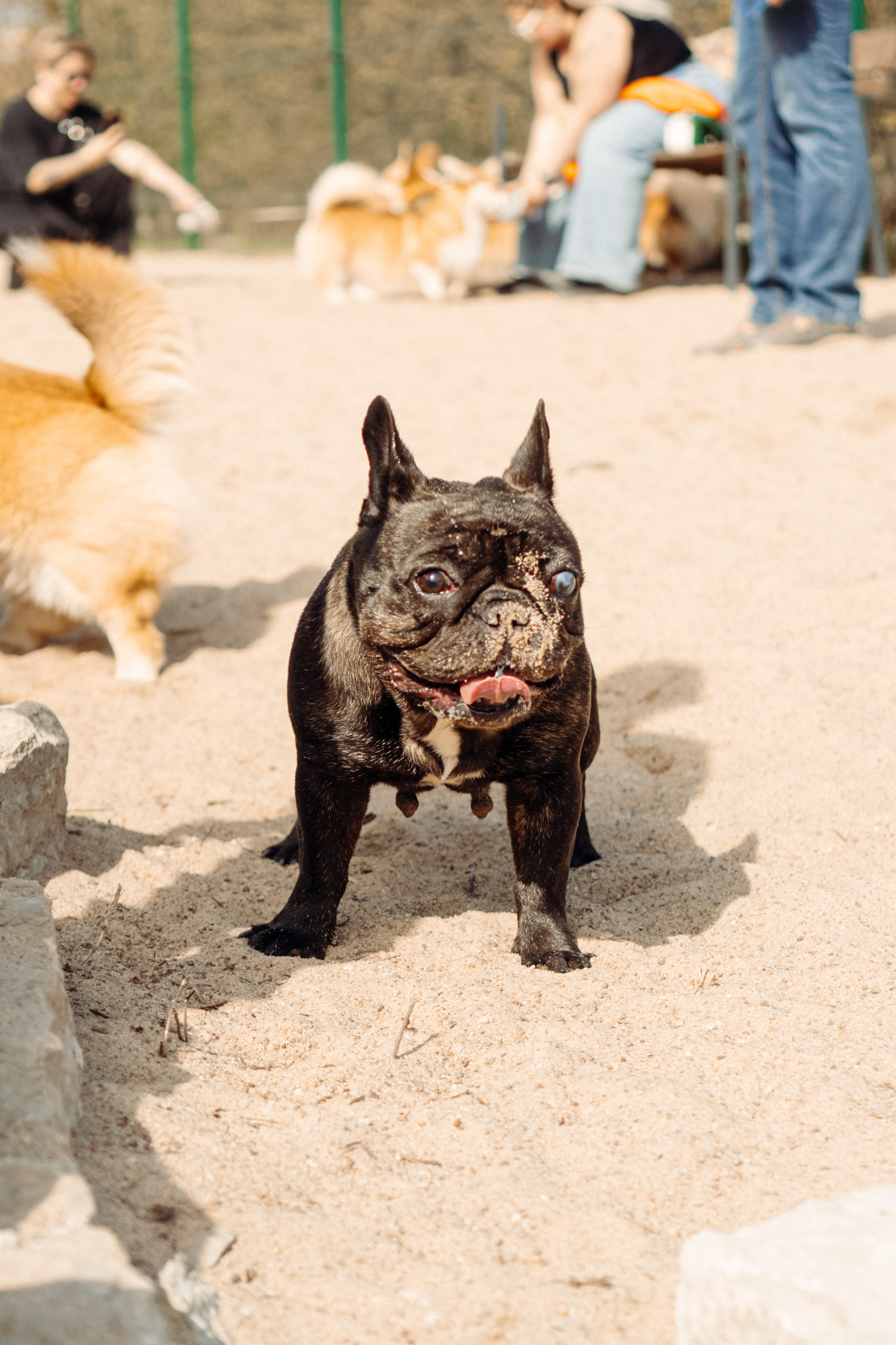 Corgi party, 18 apr. 2025. Kat Laisaar — Pet photographer in Tallinn