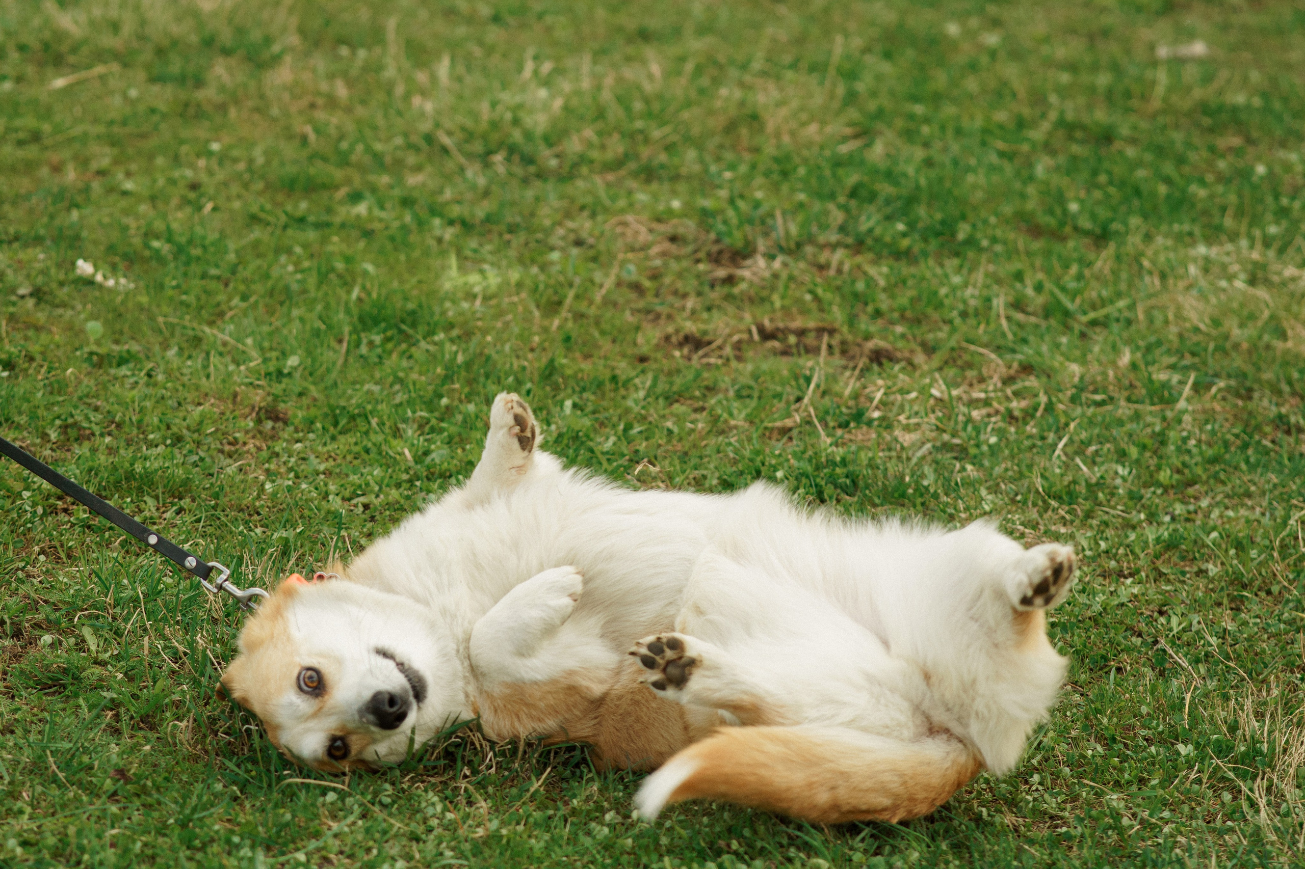 Herding Days, 26 apr. 2025. Kat Laisaar — Pet photographer in Tallinn