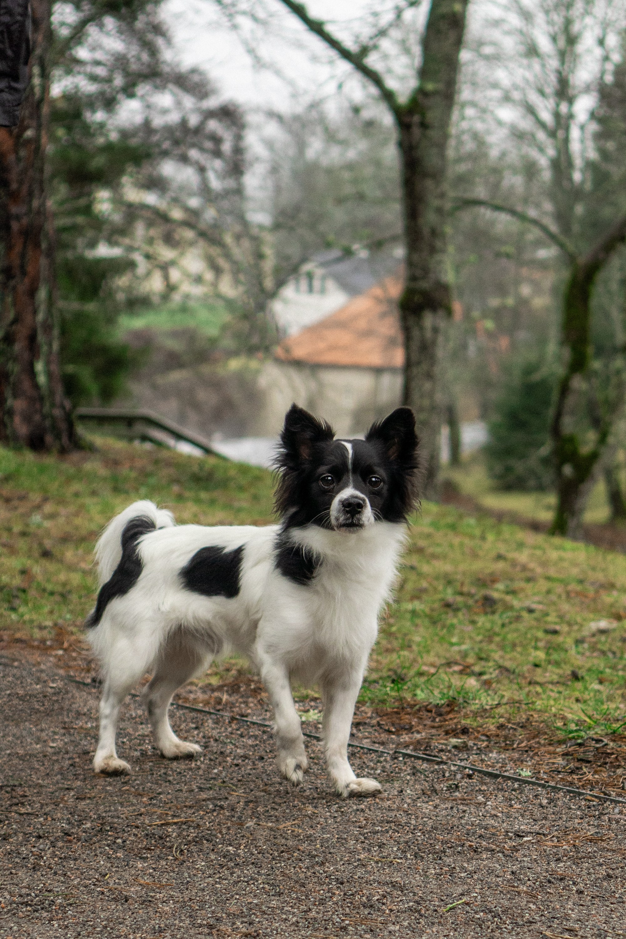 Dog Street Photography in Estonia. Kat Laisaar — Pet photographer in Tallinn