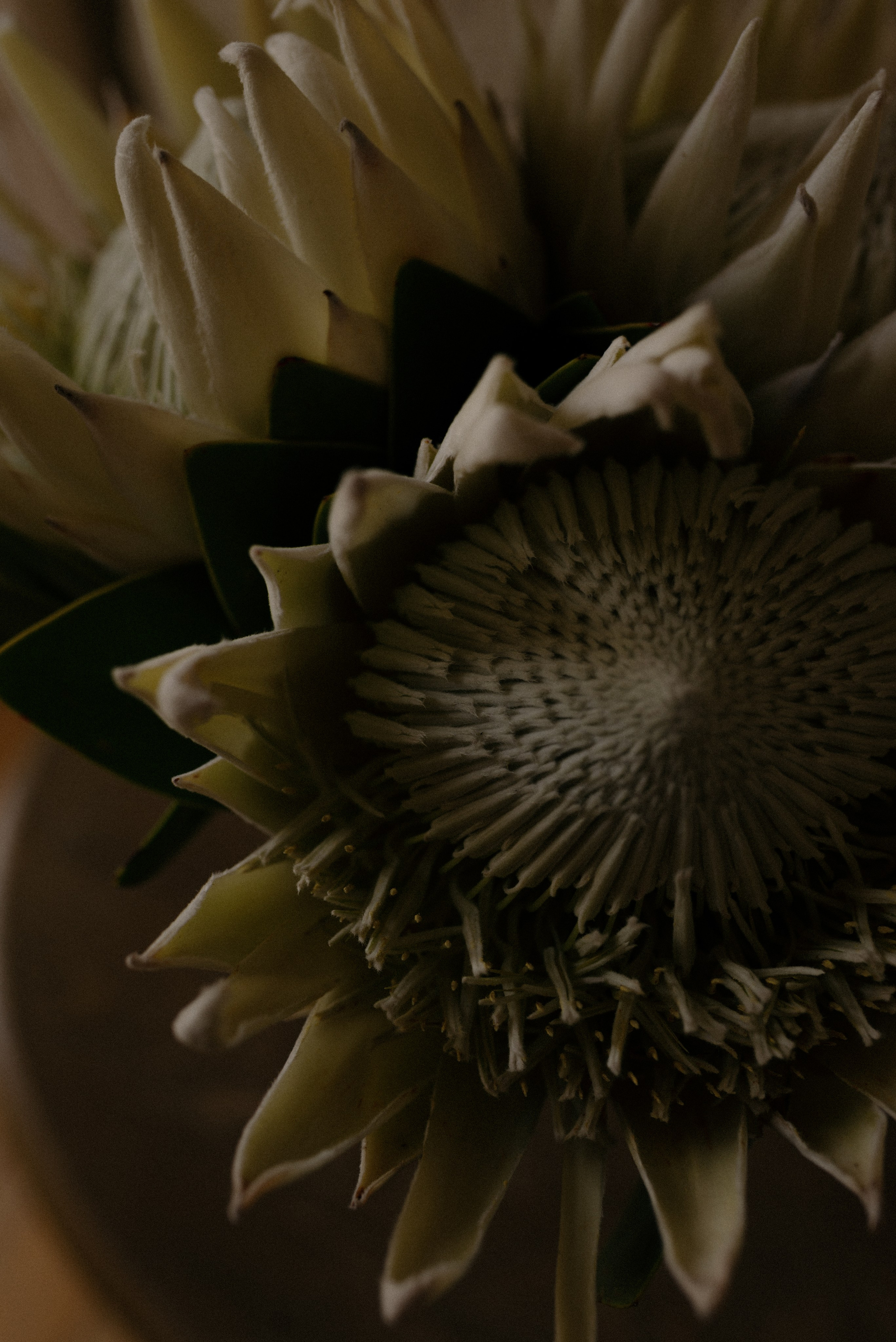 Yulya | Dima. Мария Гуржеева