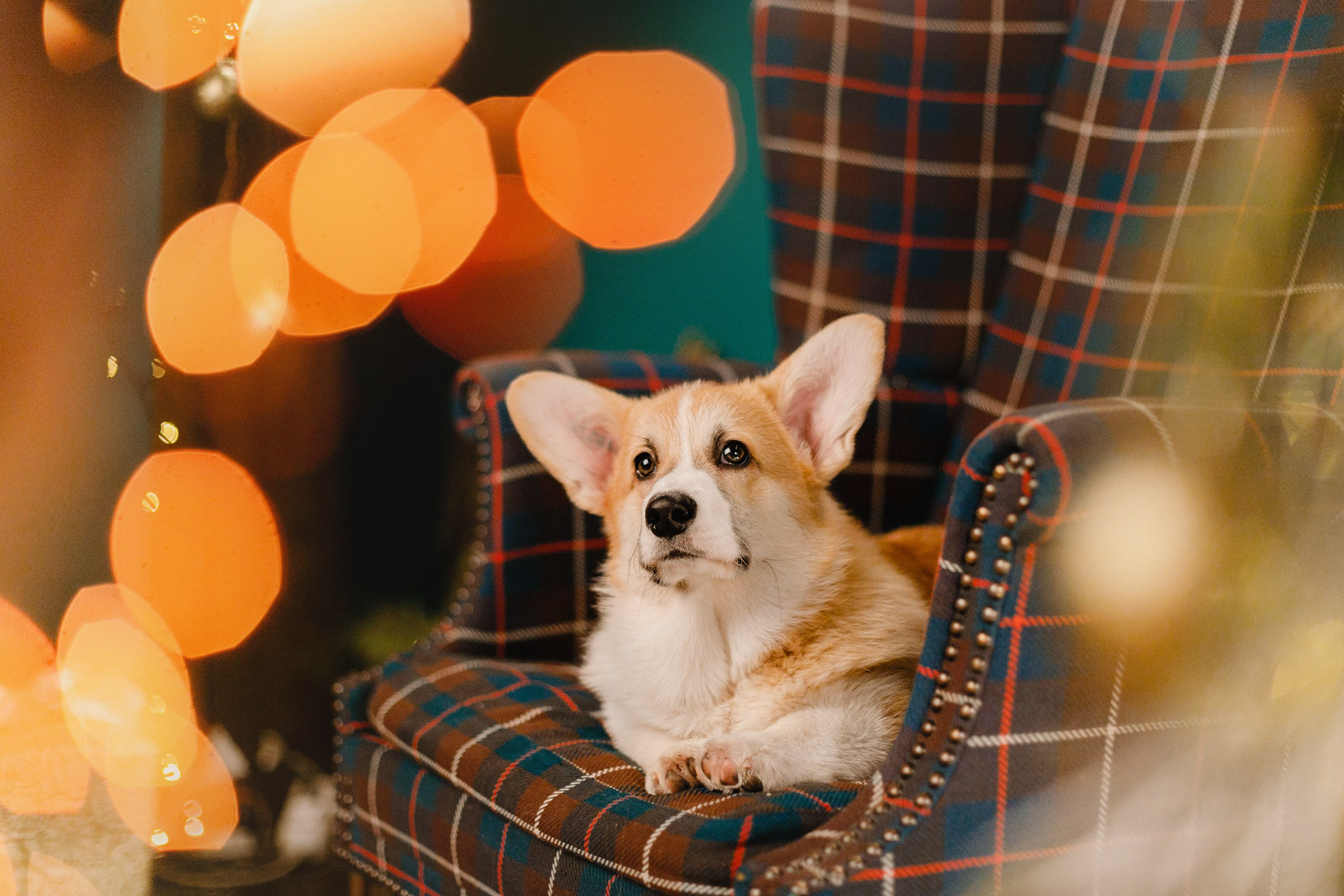 New Year corgis in studio. Kaja | fotograf we Wrocławiu | ludzie i psy