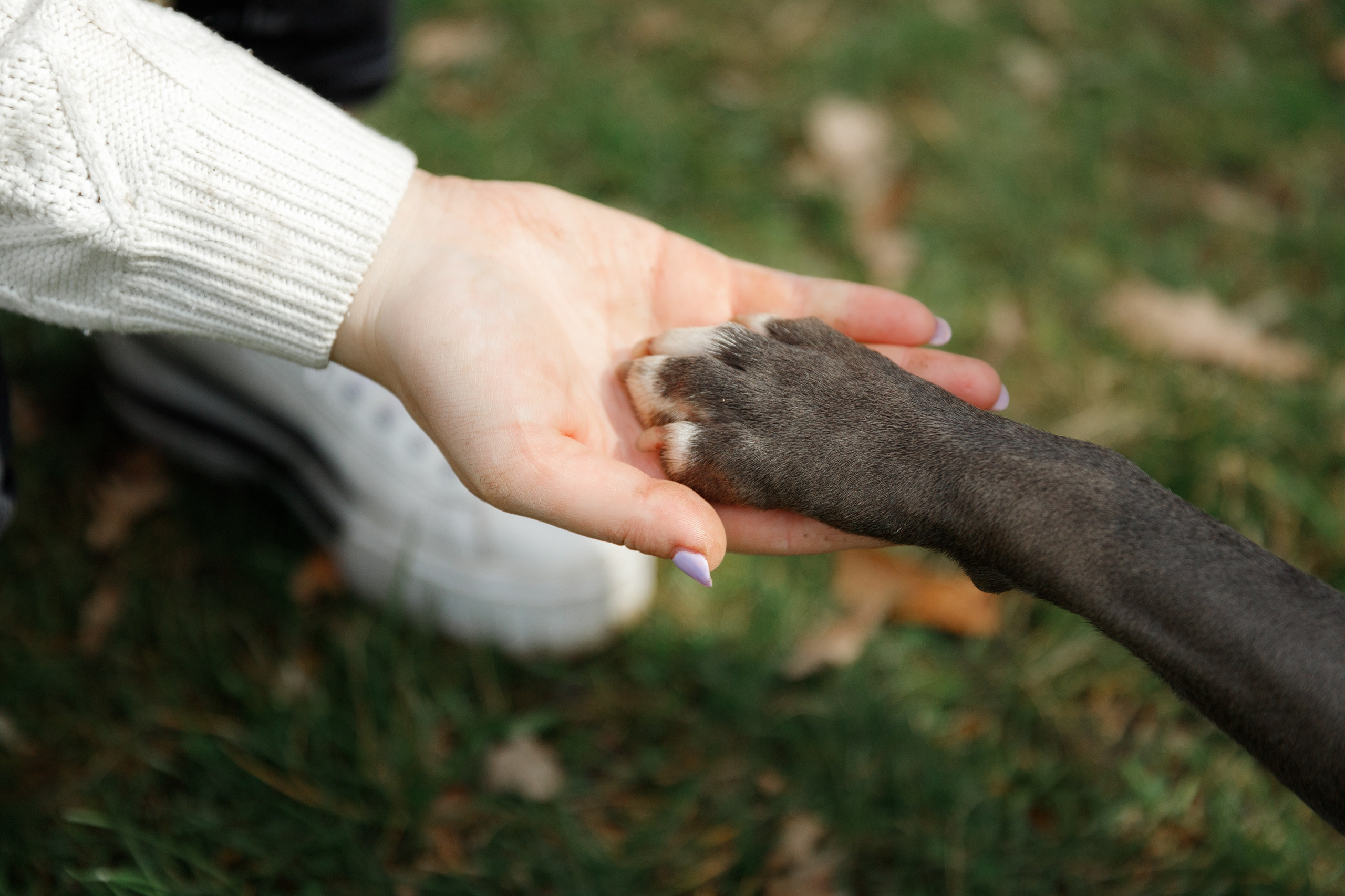 Bombka. Kaja | fotograf we Wrocławiu | ludzie i psy