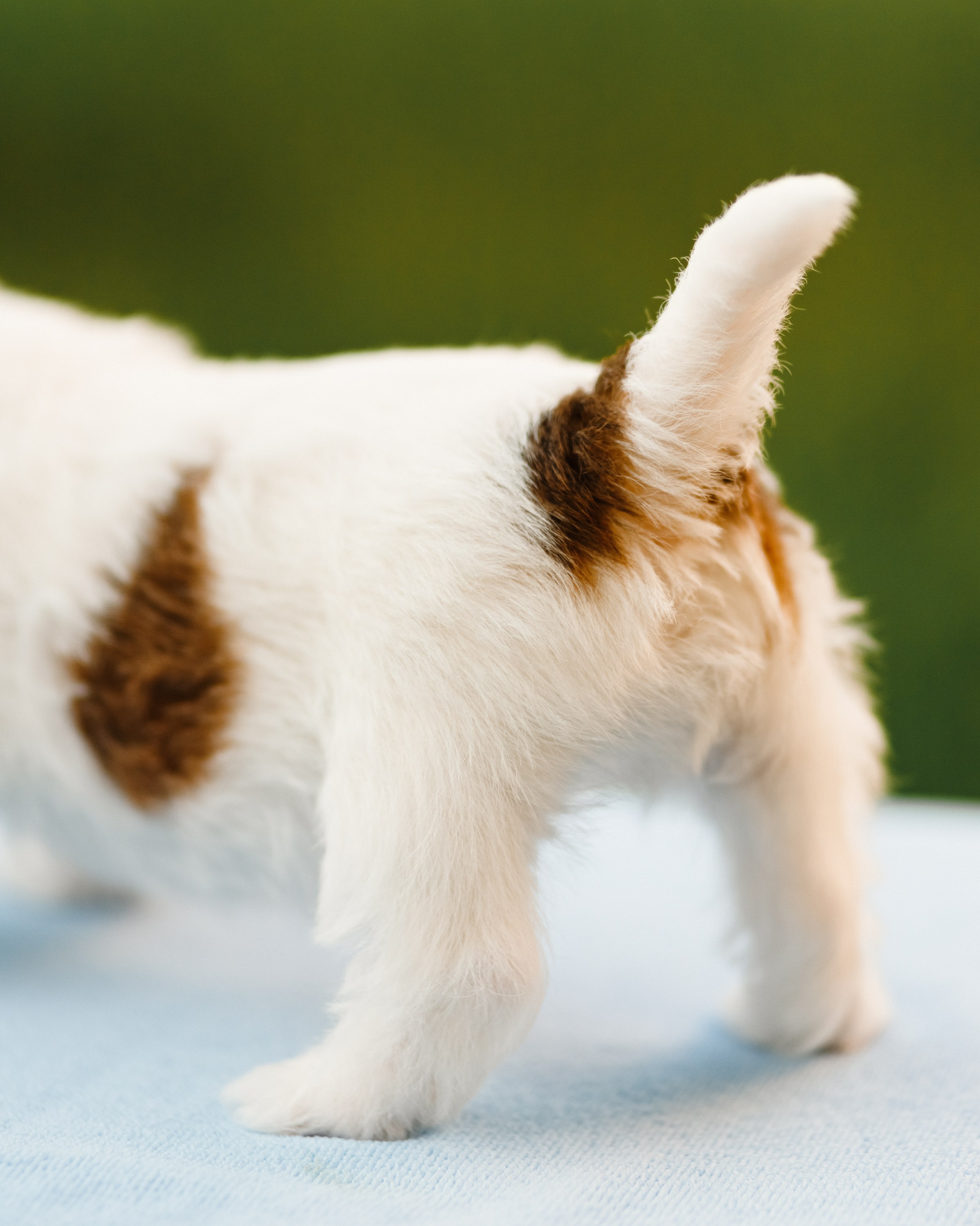 Jack russel puppies. Kaja | fotograf we Wrocławiu | ludzie i psy