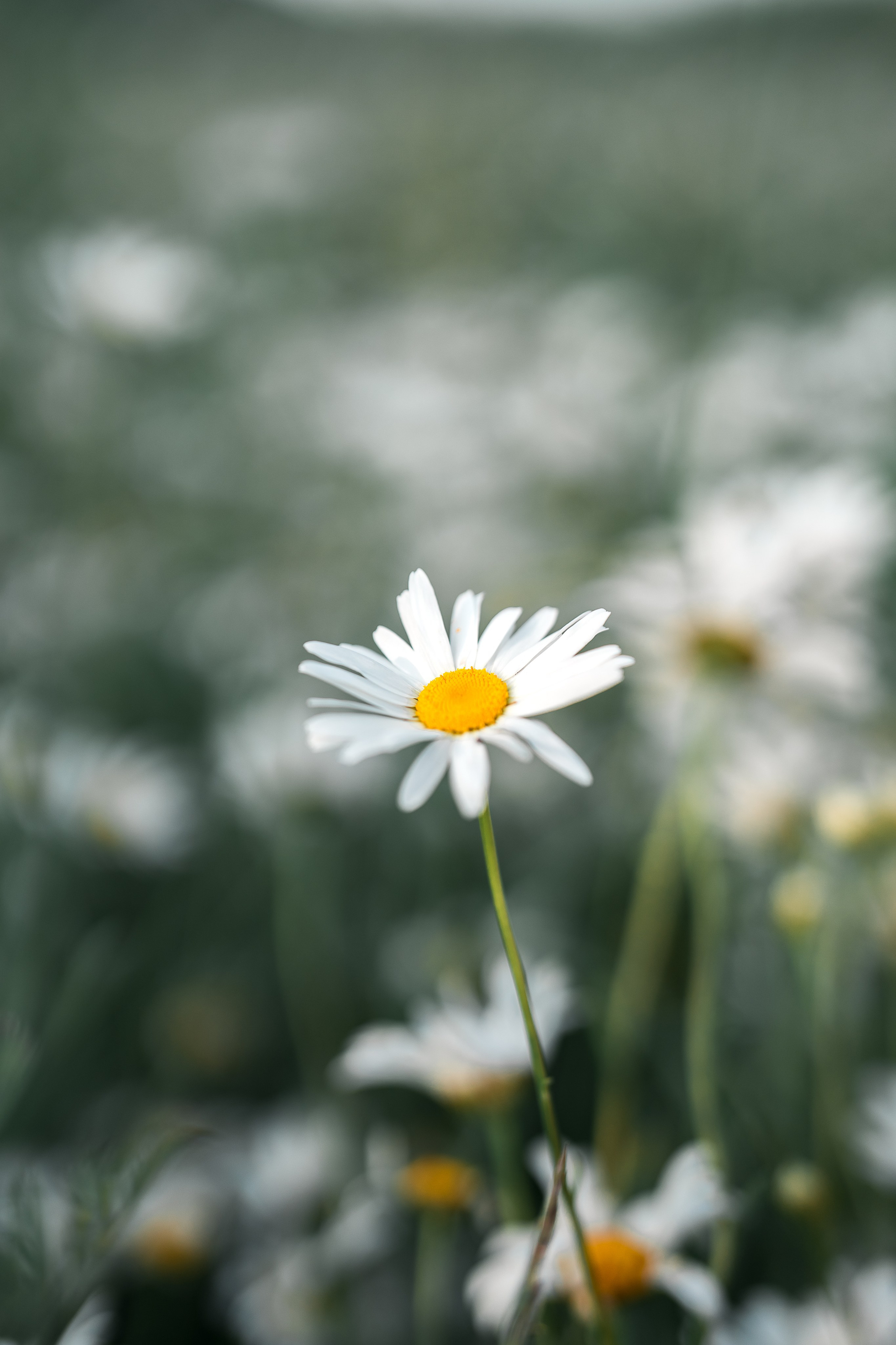 Beautiful Christina. Familien, Portrait und Konzeptualfotografie in Genf, Schweiz