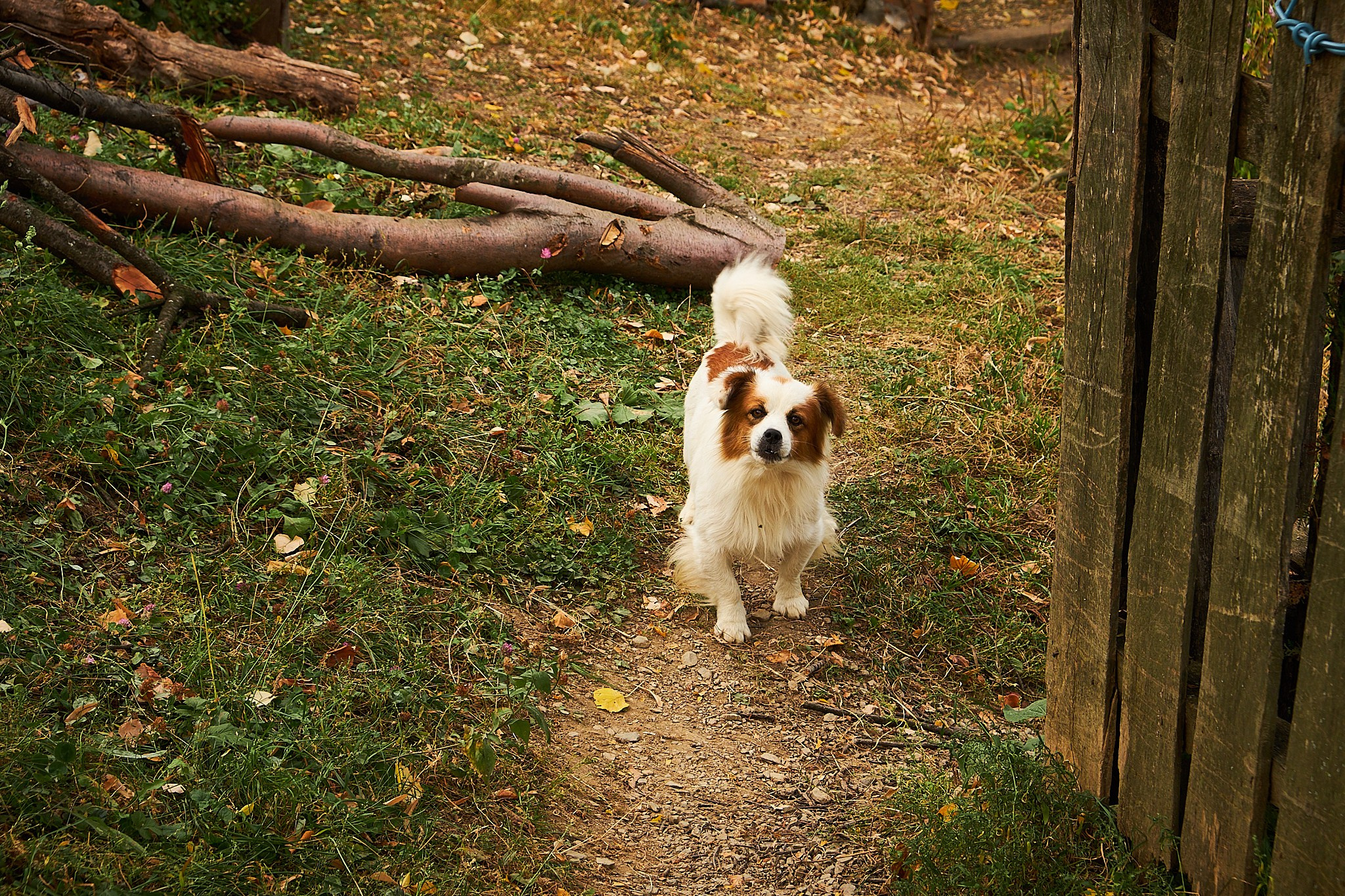 Ineleț, jud. Caraș-Severin. Pagina principală