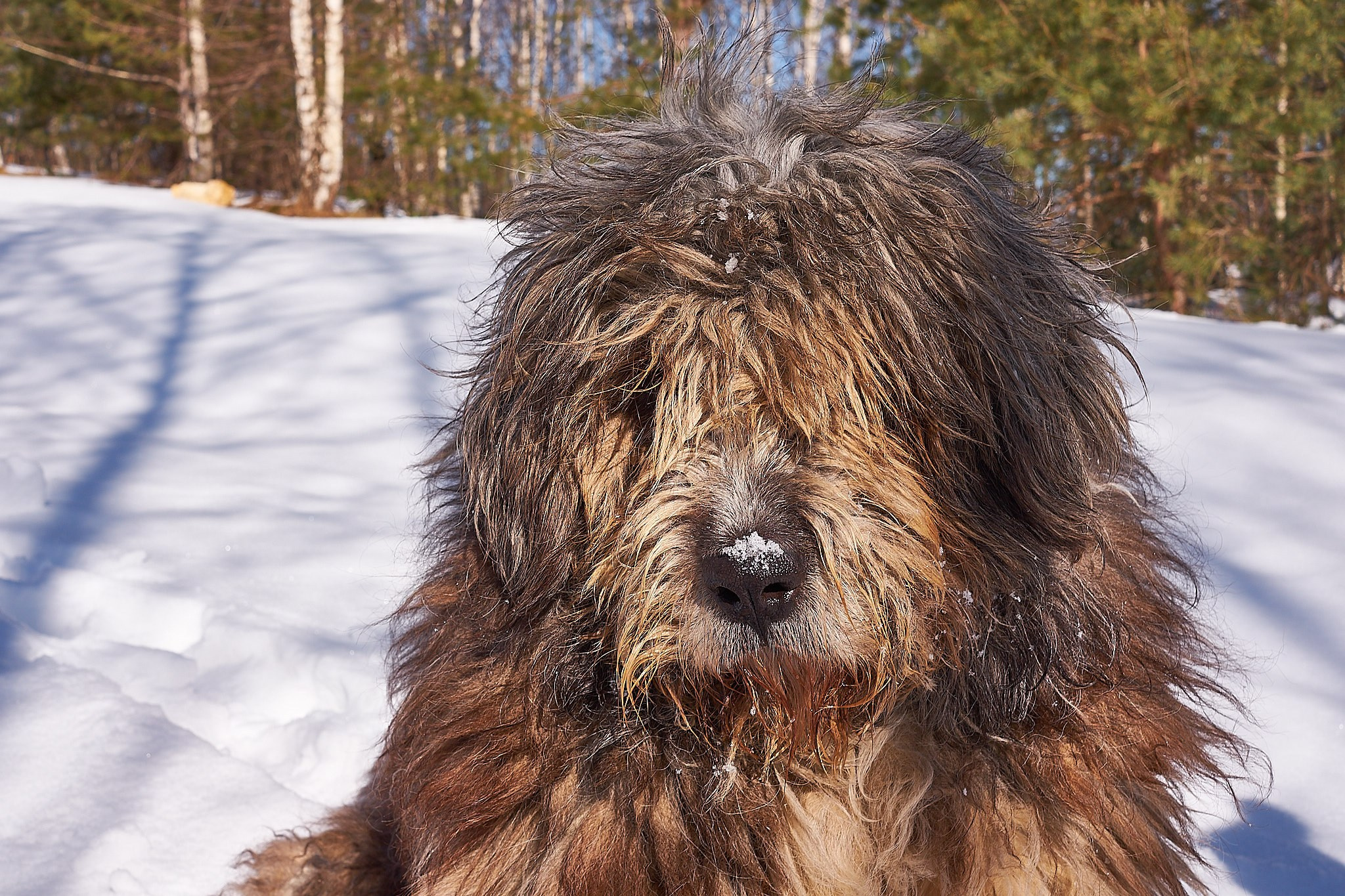 Câini. Pagina principală