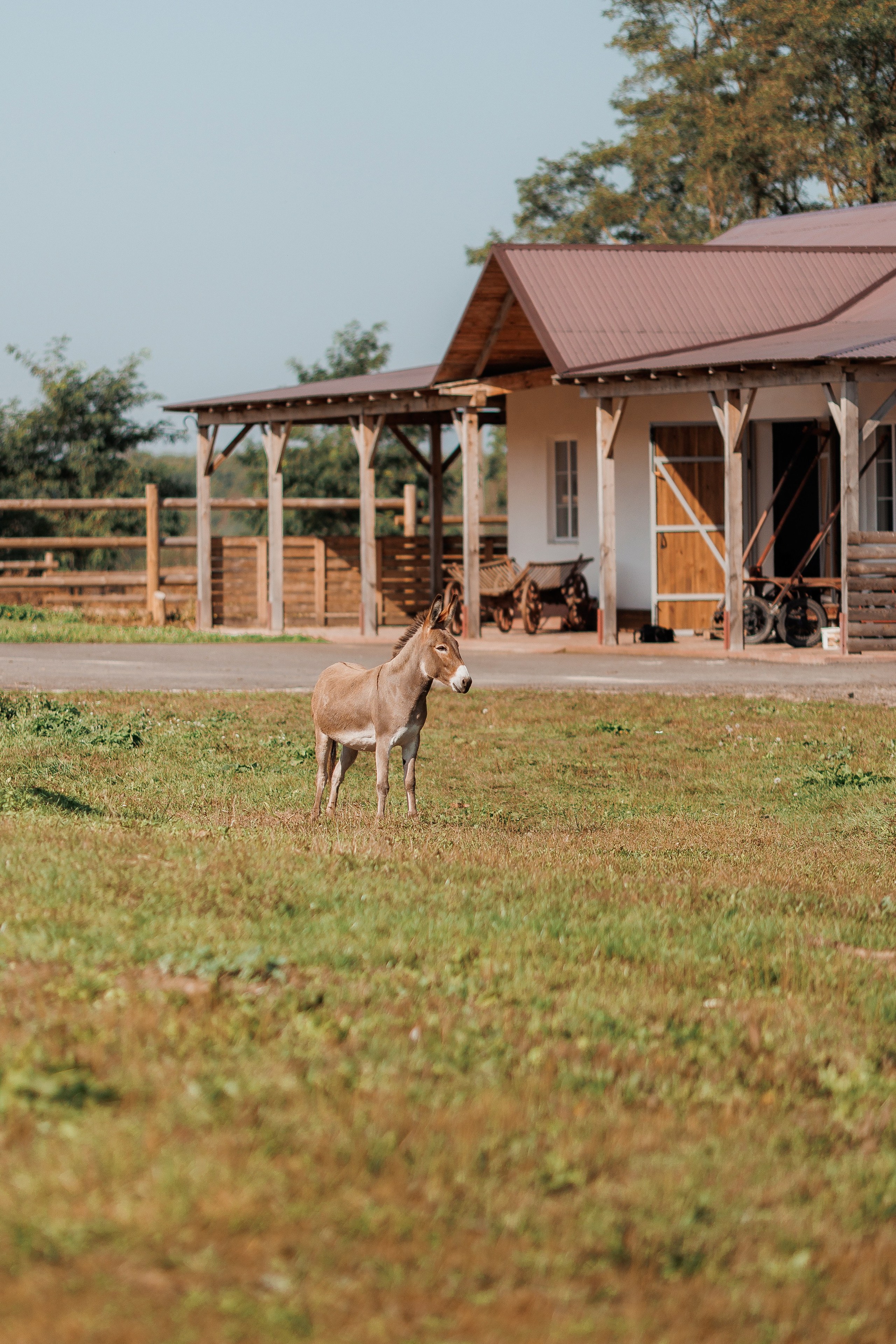 Екопарк Аміла. Ірина Терещук