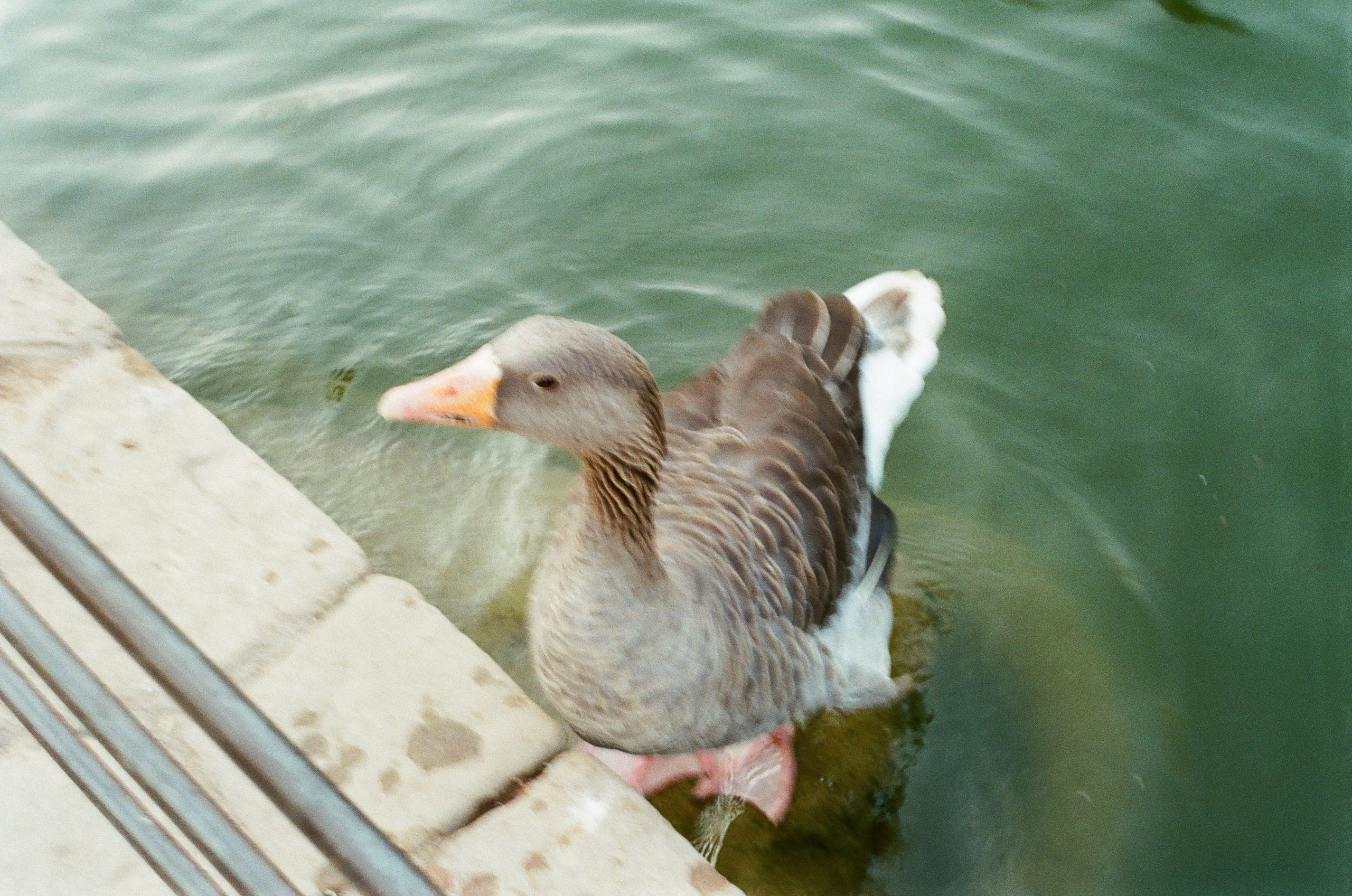 Как начать снимать на плёнку в 2026 году: мой первый опыт с Olympus OM-10 и Kodak UltraMax 400. Весільний і портретний фотограф у Барселоні та Батумі | Валерія Азаренко