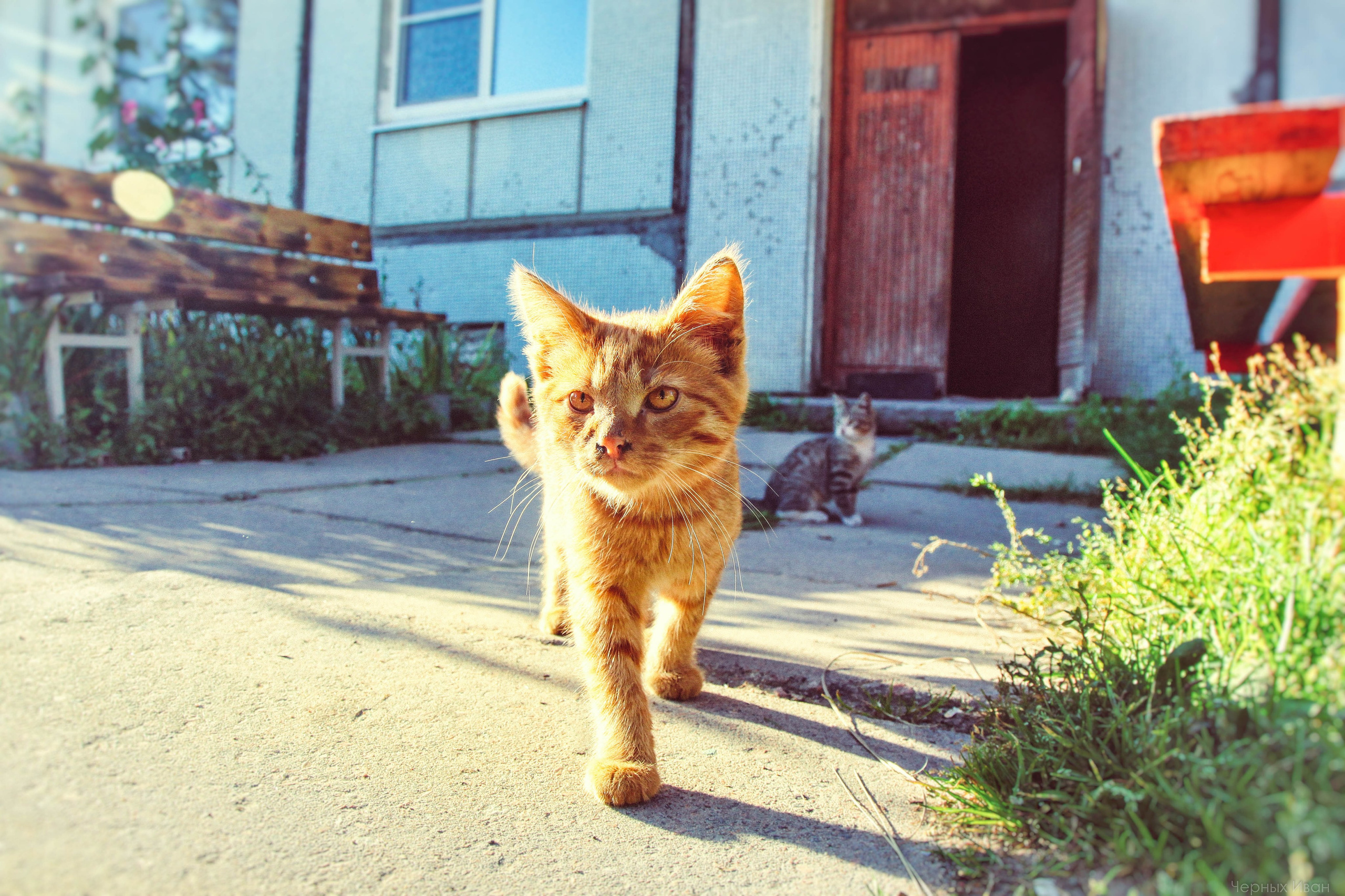 Кот шпедингера. Стрит-фотография, полная абсурда, идиотизма и красоты