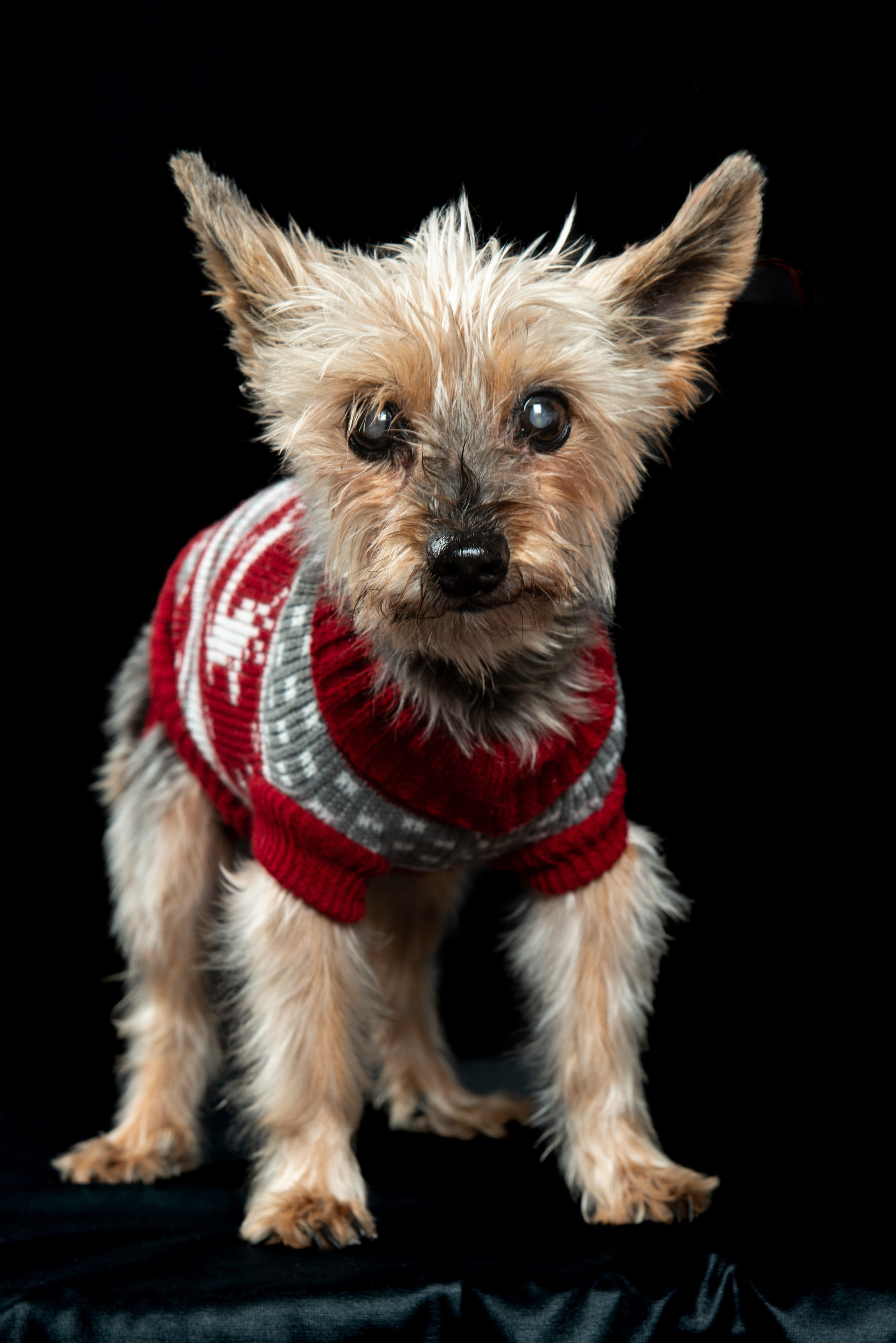 Sesiones fotográficas con mascotas en Gran Canaria | Migui Expressive