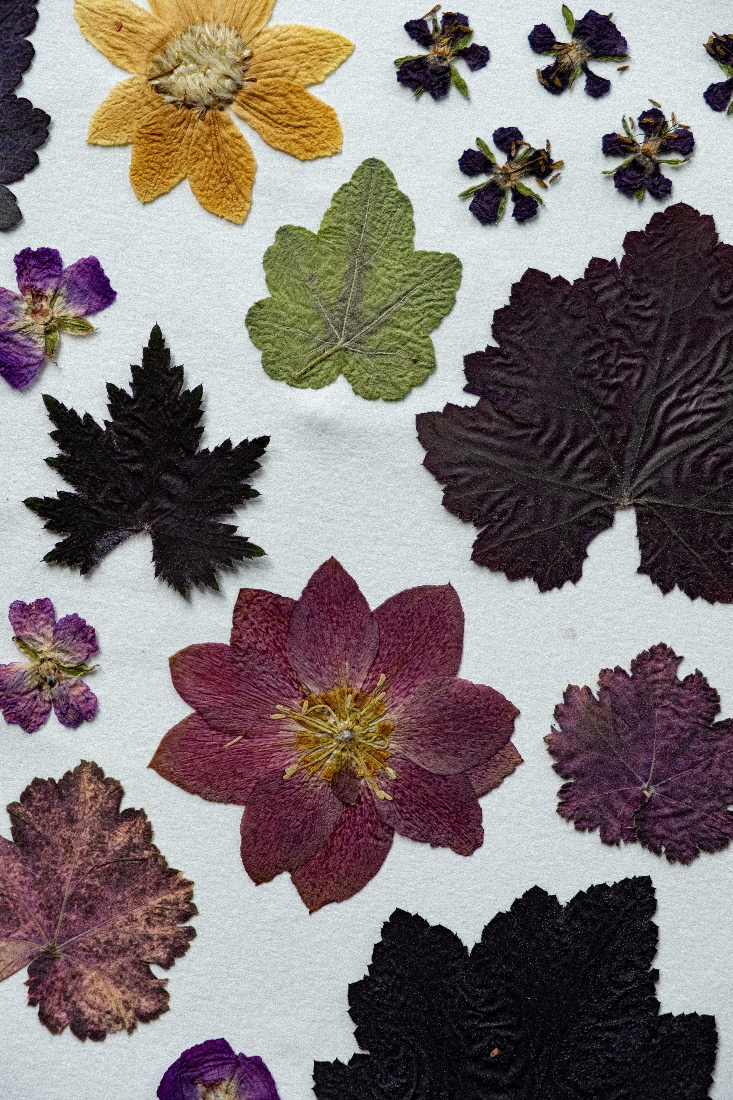 Studio. Síog Botanicals. Alforlove.com