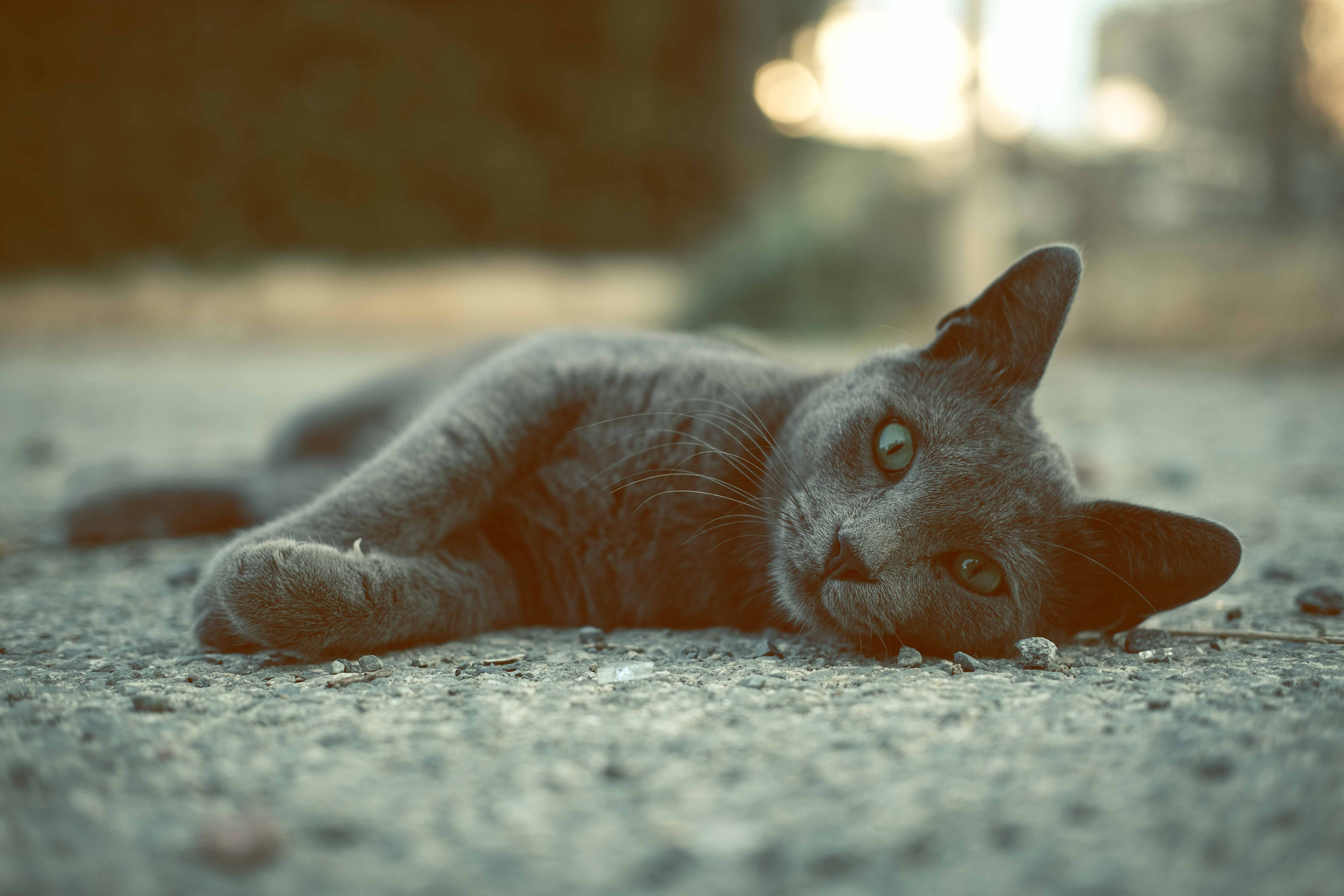 Stray Cat Cyprus - Photo by Yukophotography