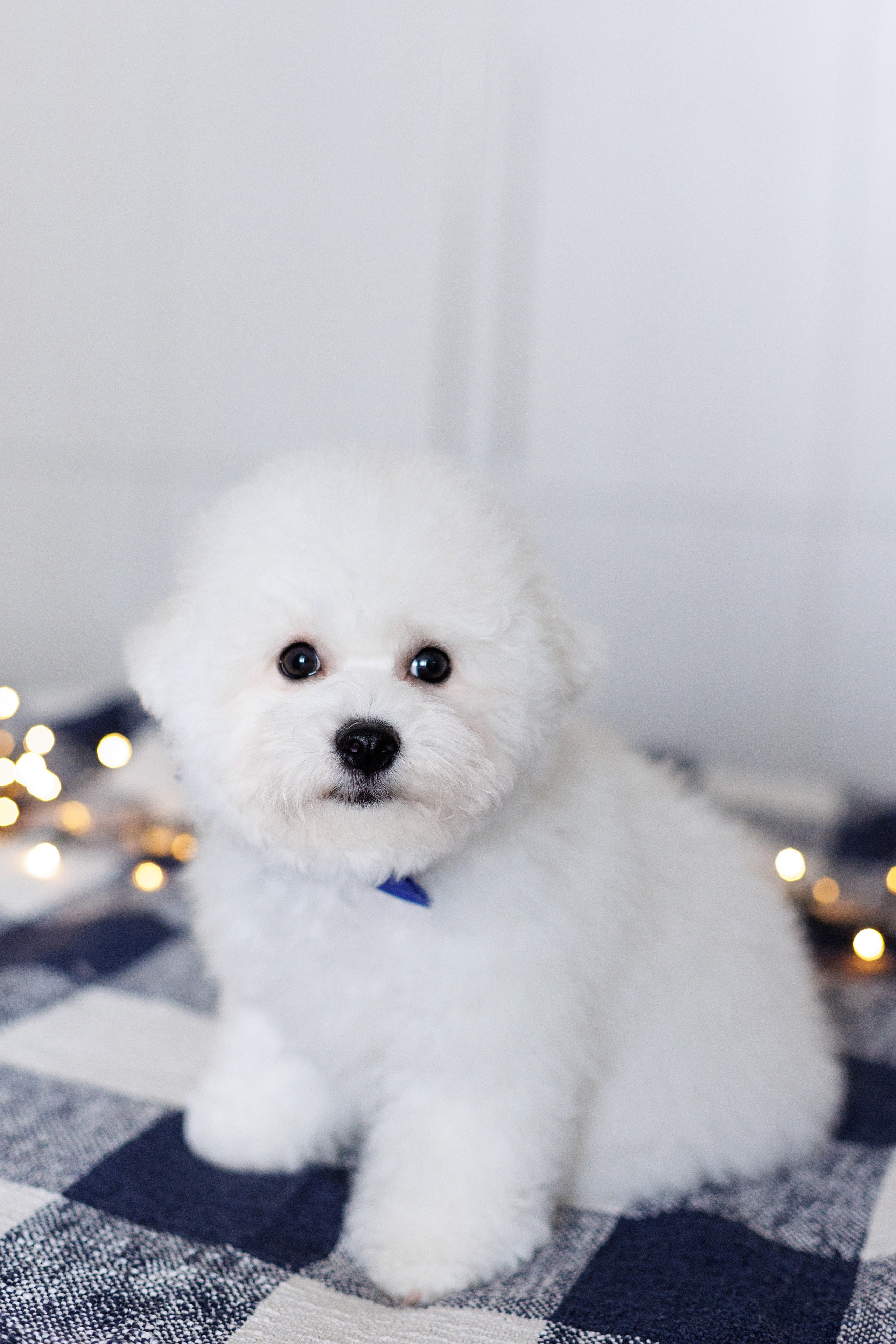 Sara's puppies. Семейный фотограф в Кишинёве Пулькина Ольга