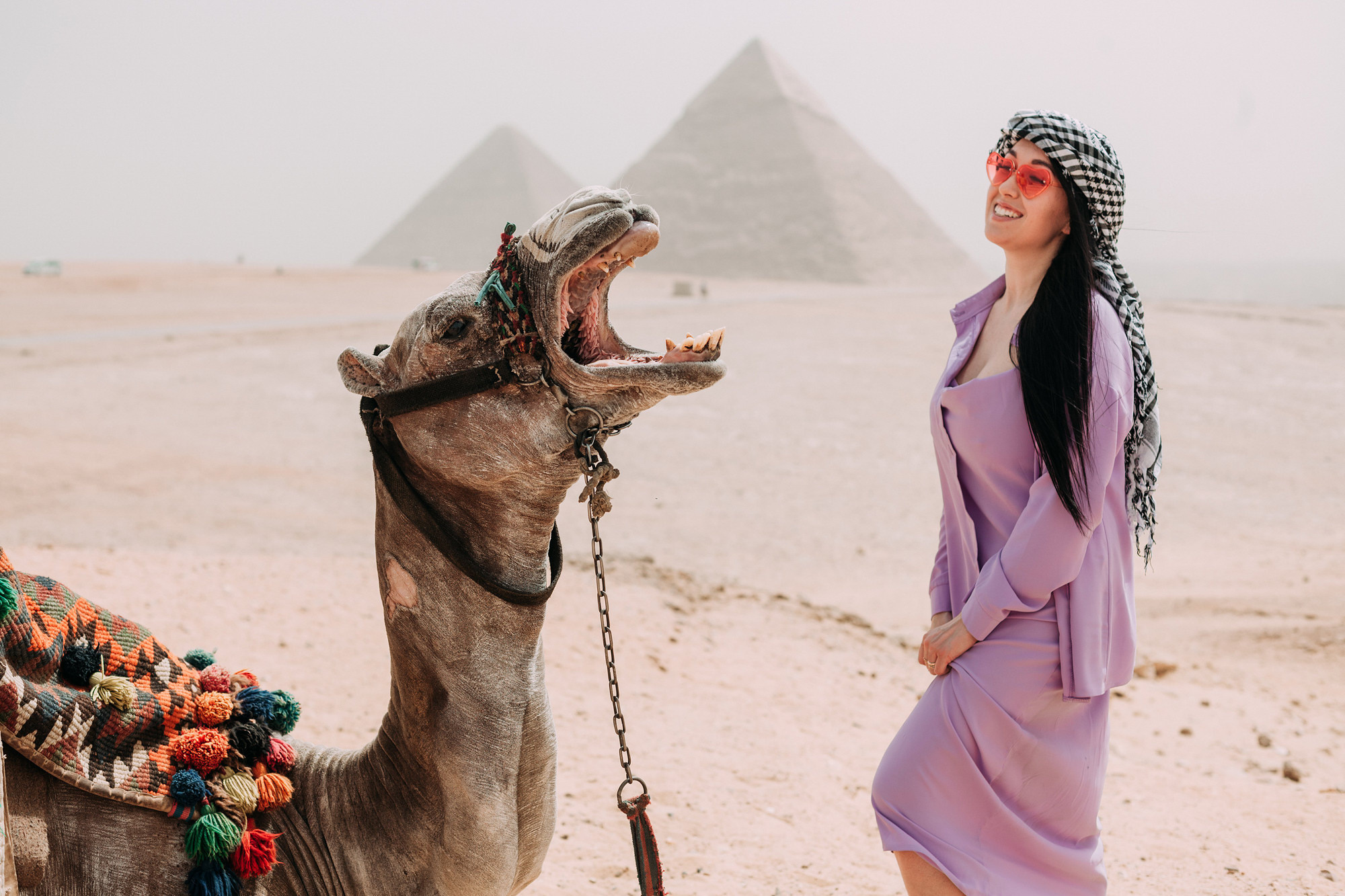 смеющийся верблюд и девушка на фоне египетских пирамид
