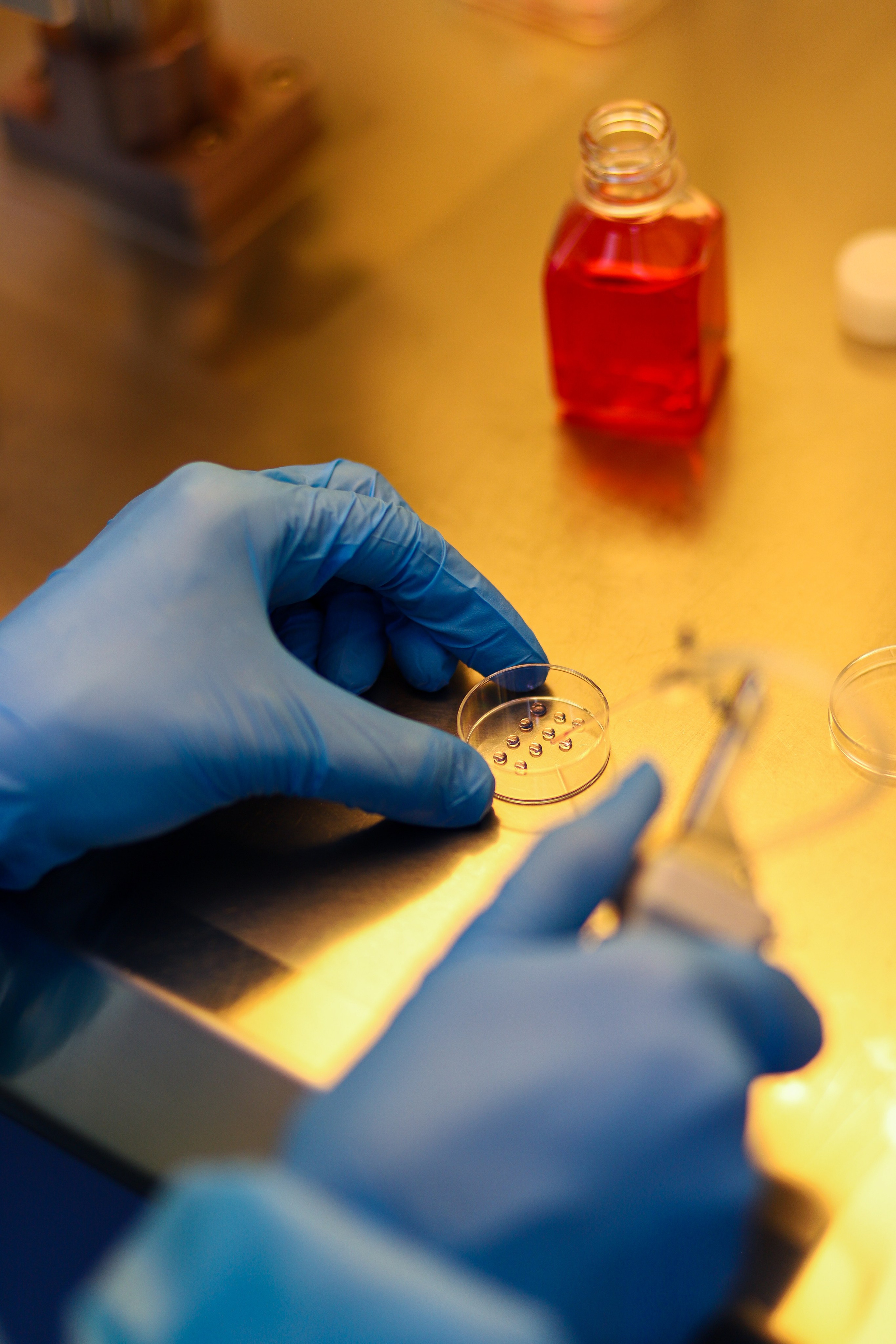 Business. Portrait and family photographer in Fort Collins Dania Gaisina