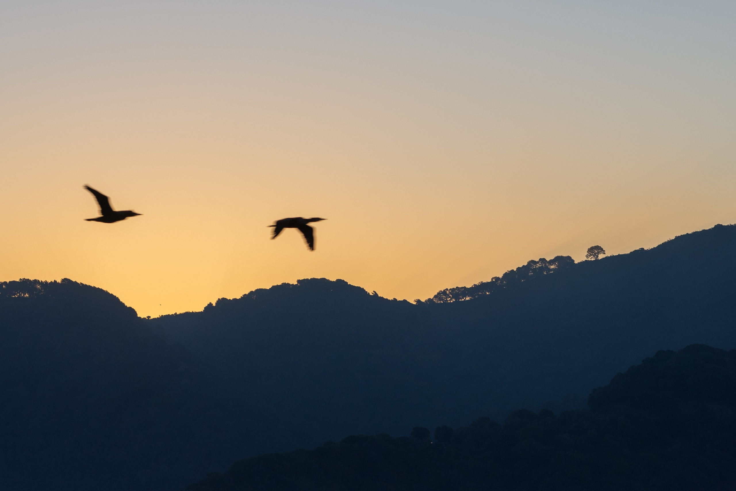 San Francisco. Aleks.photo | Book a photoshoot