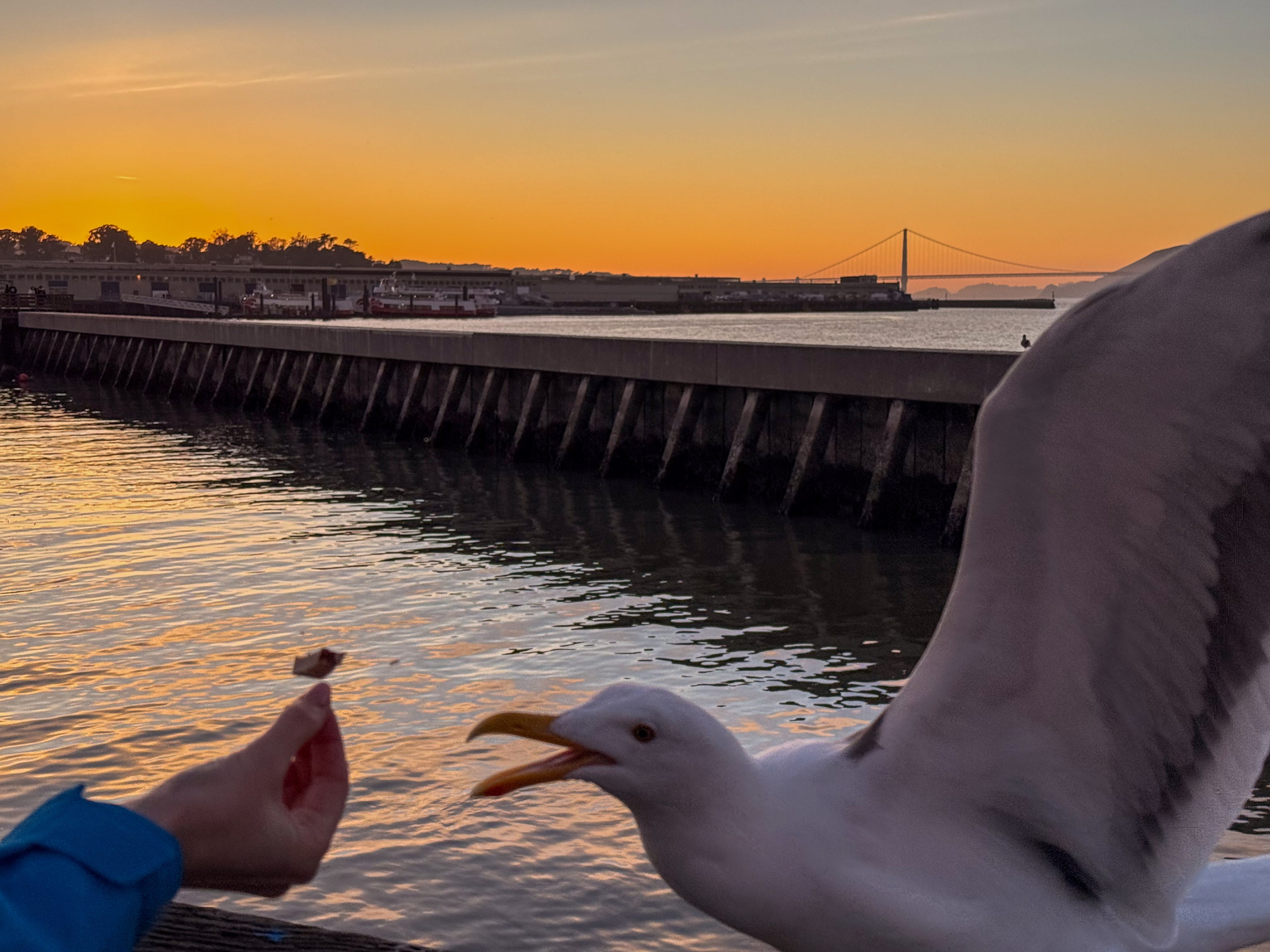 San Francisco. Aleks.photo | Book a photoshoot